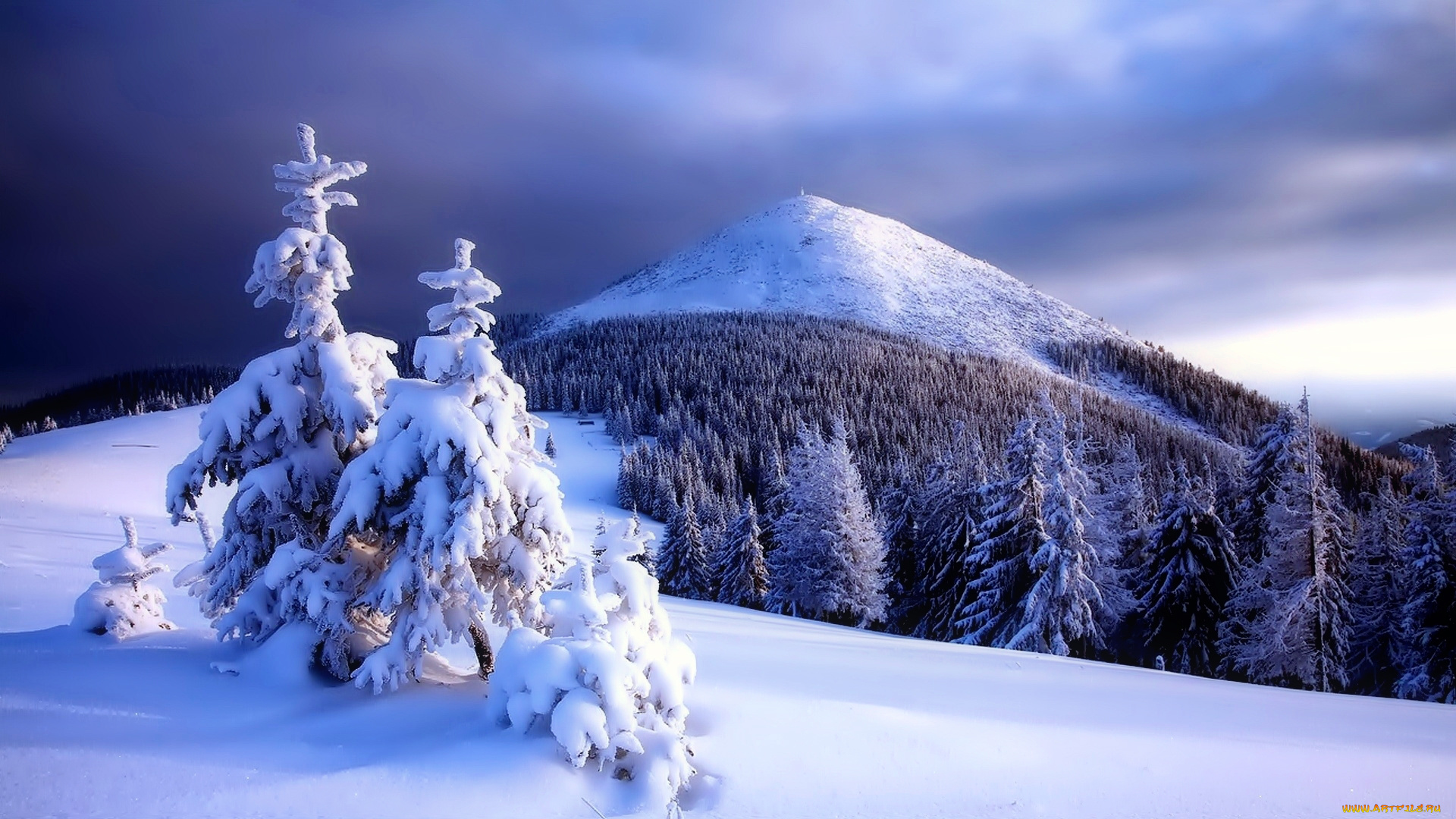 природа, зима, вершина, снег, лес