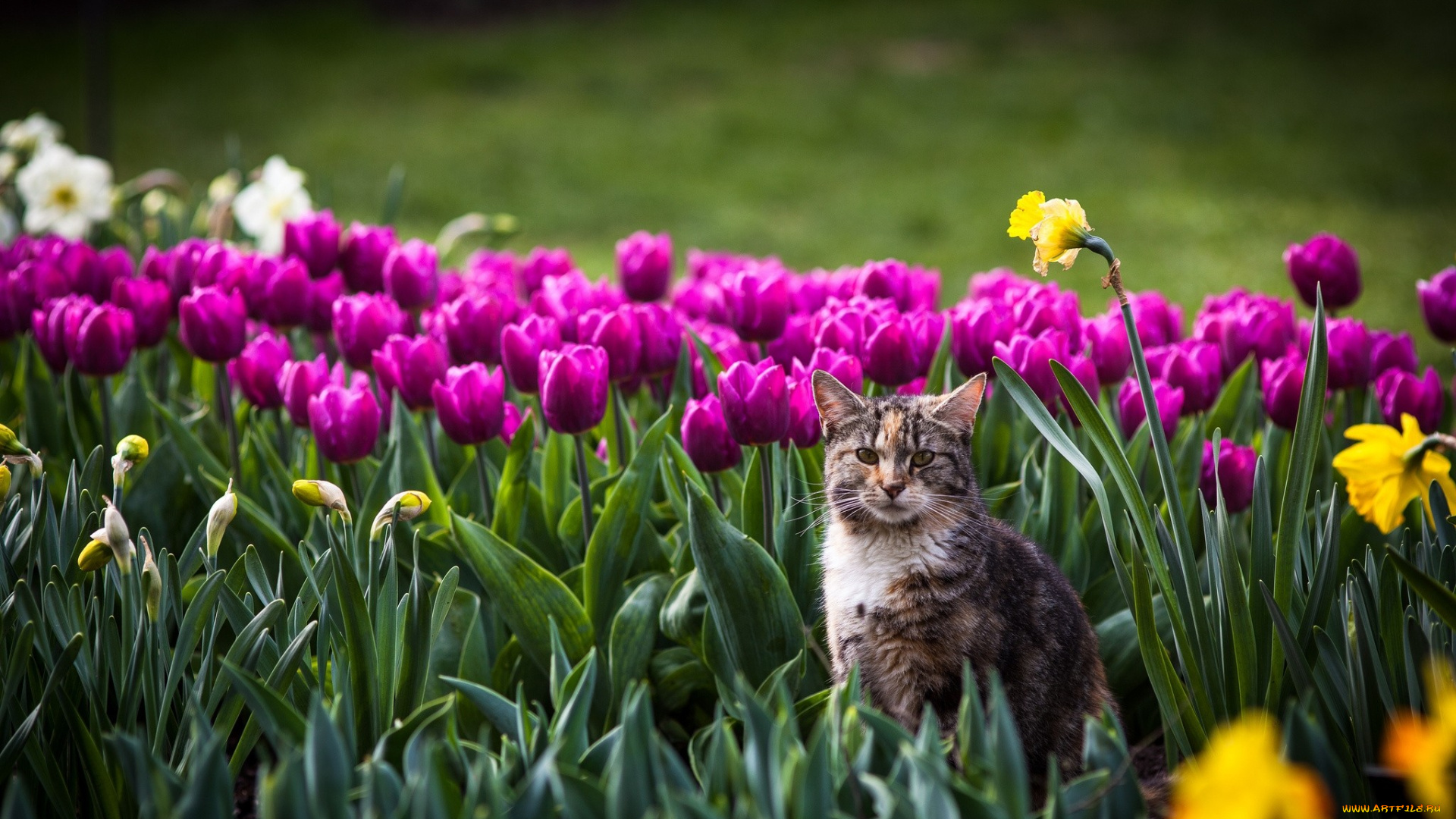 животные, коты, сад, тюльпаны, нарциссы, клумба, цветы, взгляд, кошка