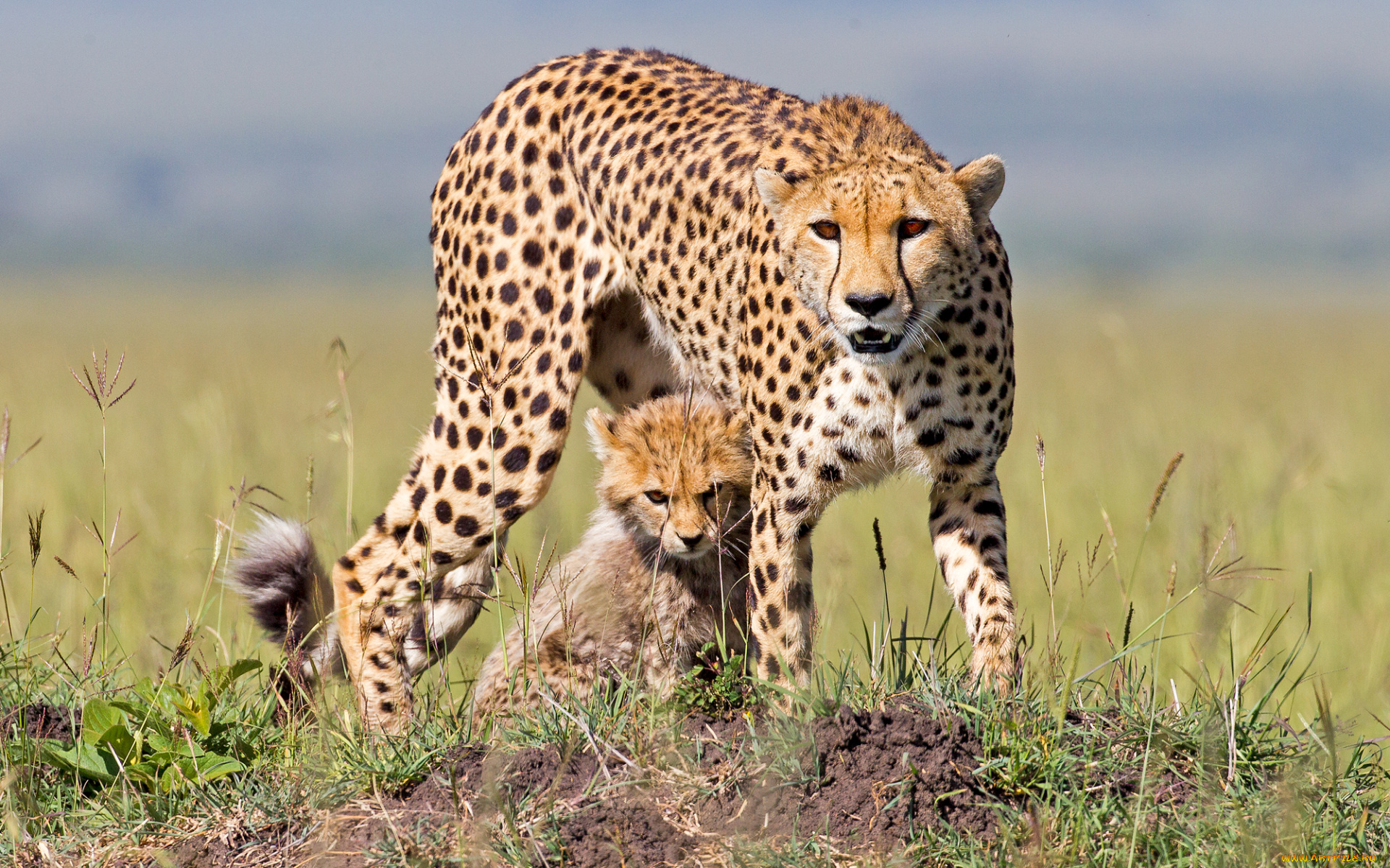 Дикие животные гепарды. Южноафриканский гепард. Гепард в Африке. Cheetah (гепард). Гепард самка.