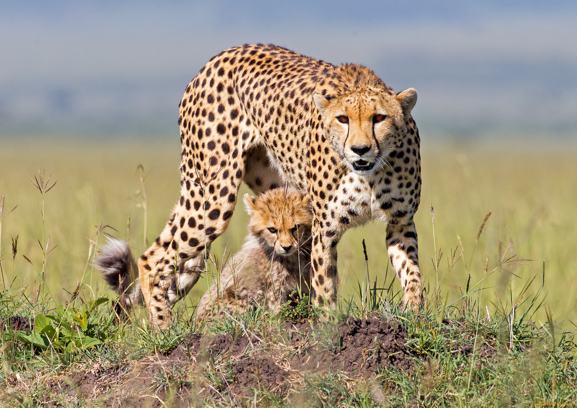 Картинки про. Cheetah (гепард). Южноафриканский гепард. Животные Африки гепард. Европейский гепард.
