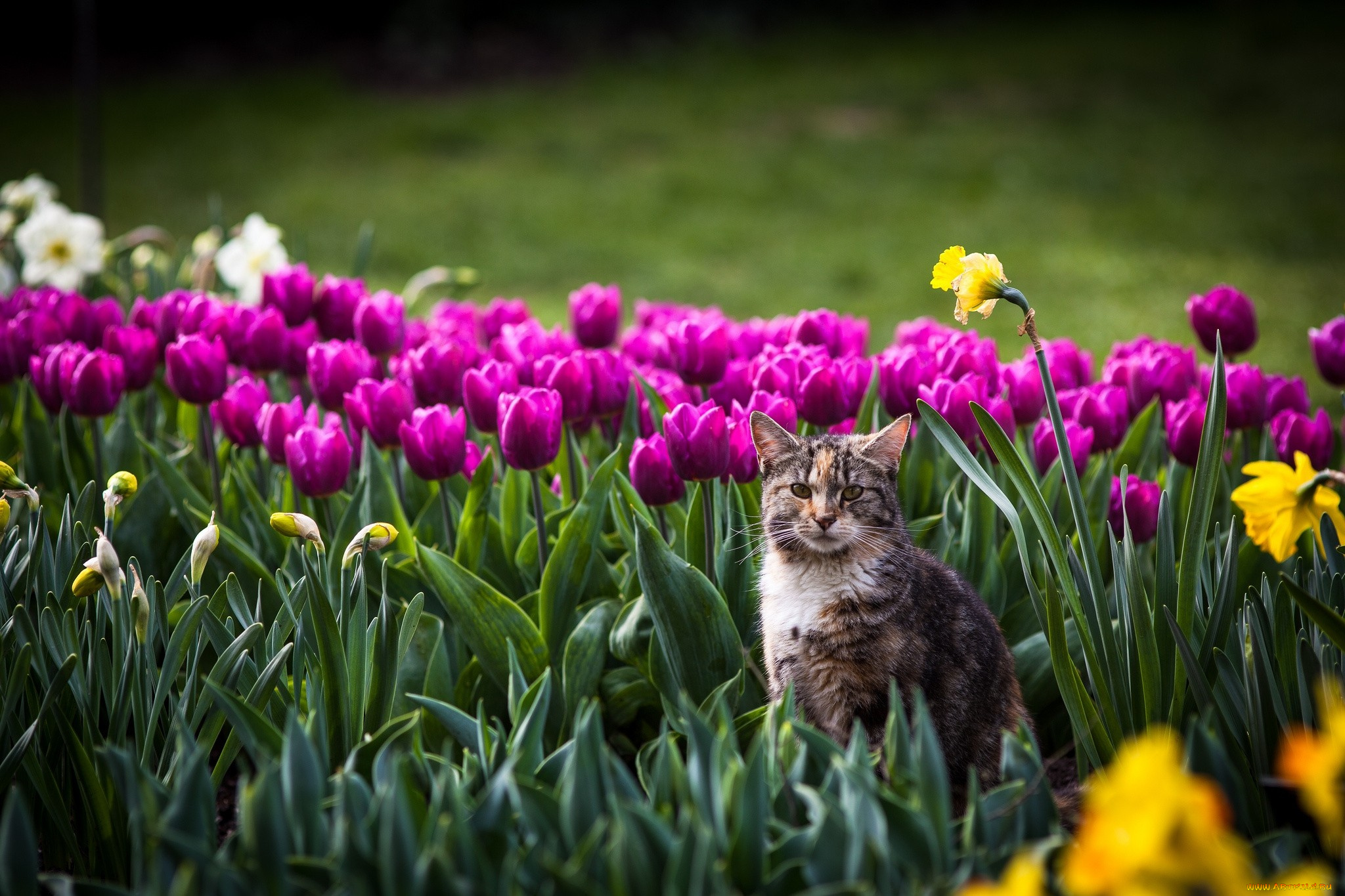 животные, коты, сад, тюльпаны, нарциссы, клумба, цветы, взгляд, кошка