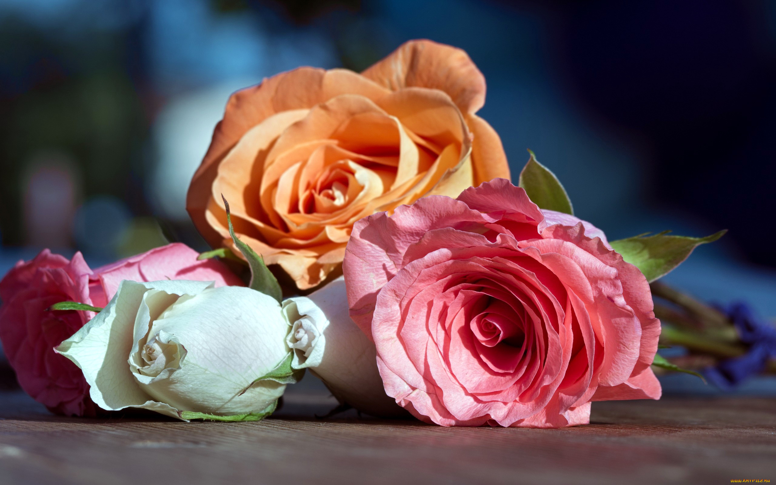 цветы, розы, персиковый, розовый, белый