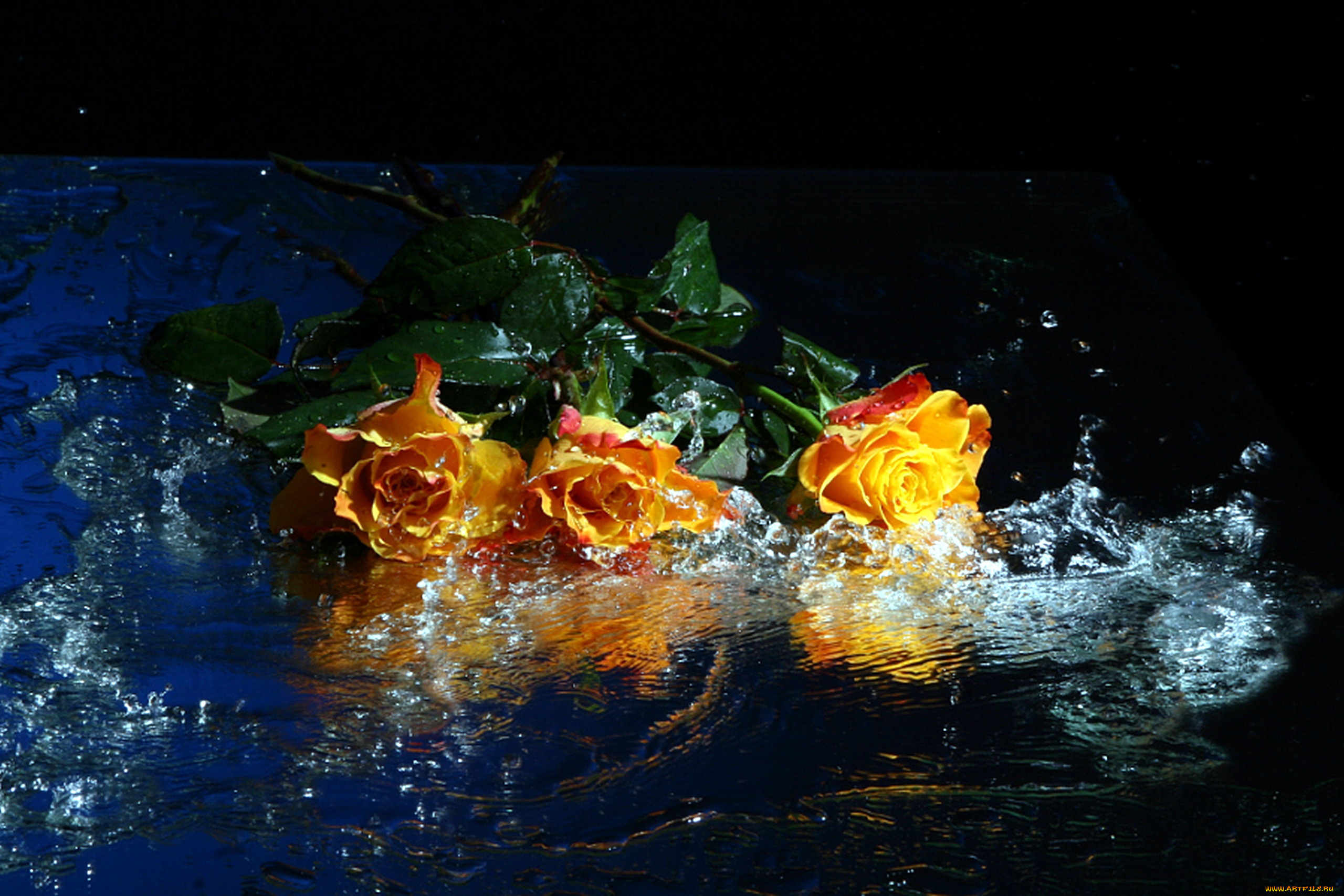 цветы, розы, отражение, вода