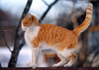 Рыжий кот на заборе скачать