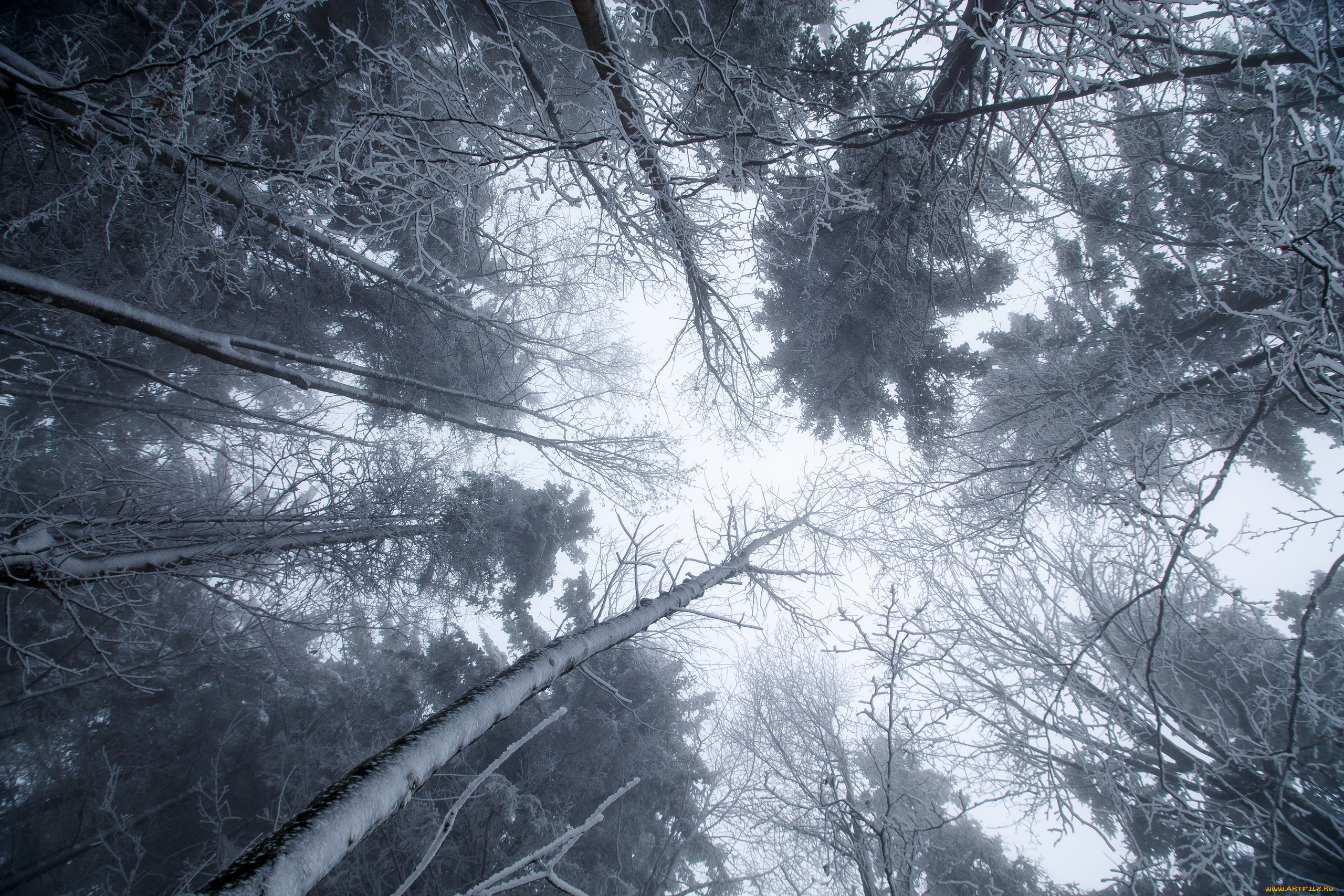 природа, лес, снег, зима, деревья