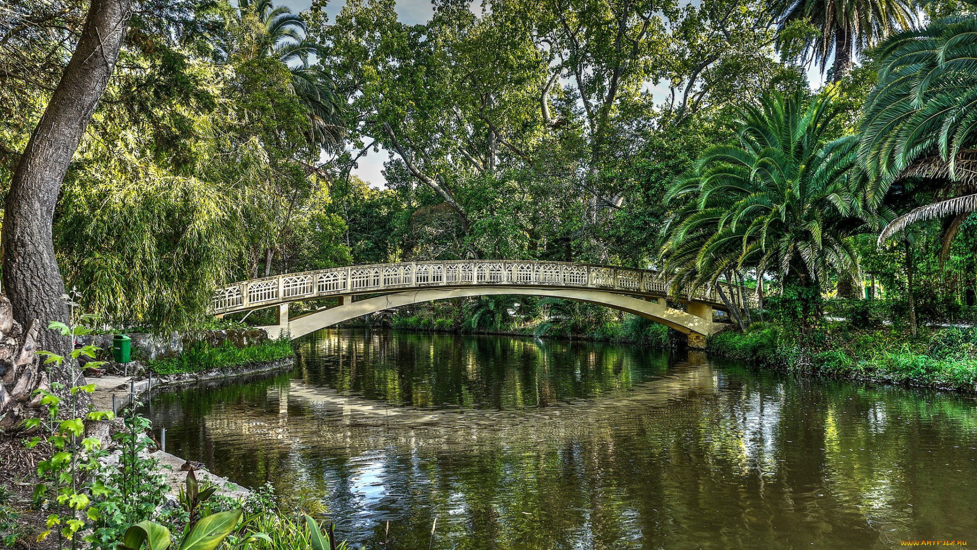 природа, парк, мостик, пальмы, водоем