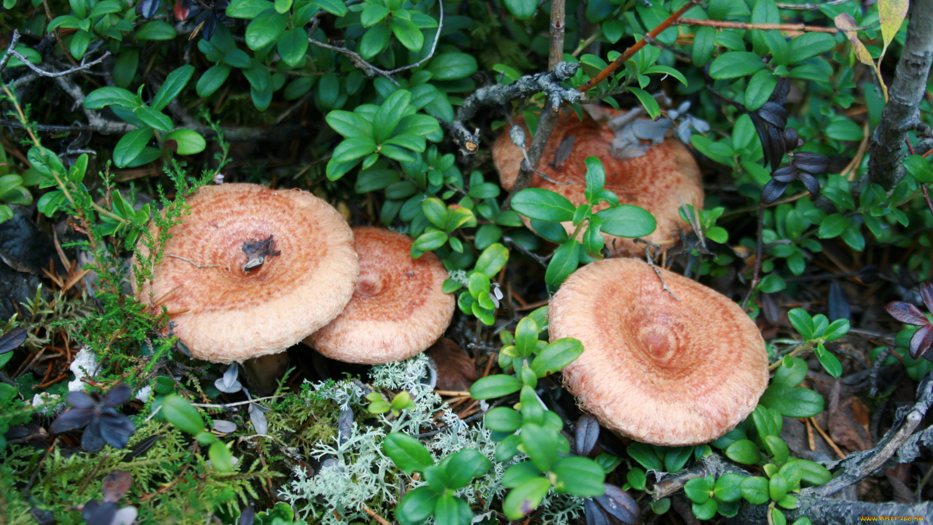 волнушки, природа, грибы