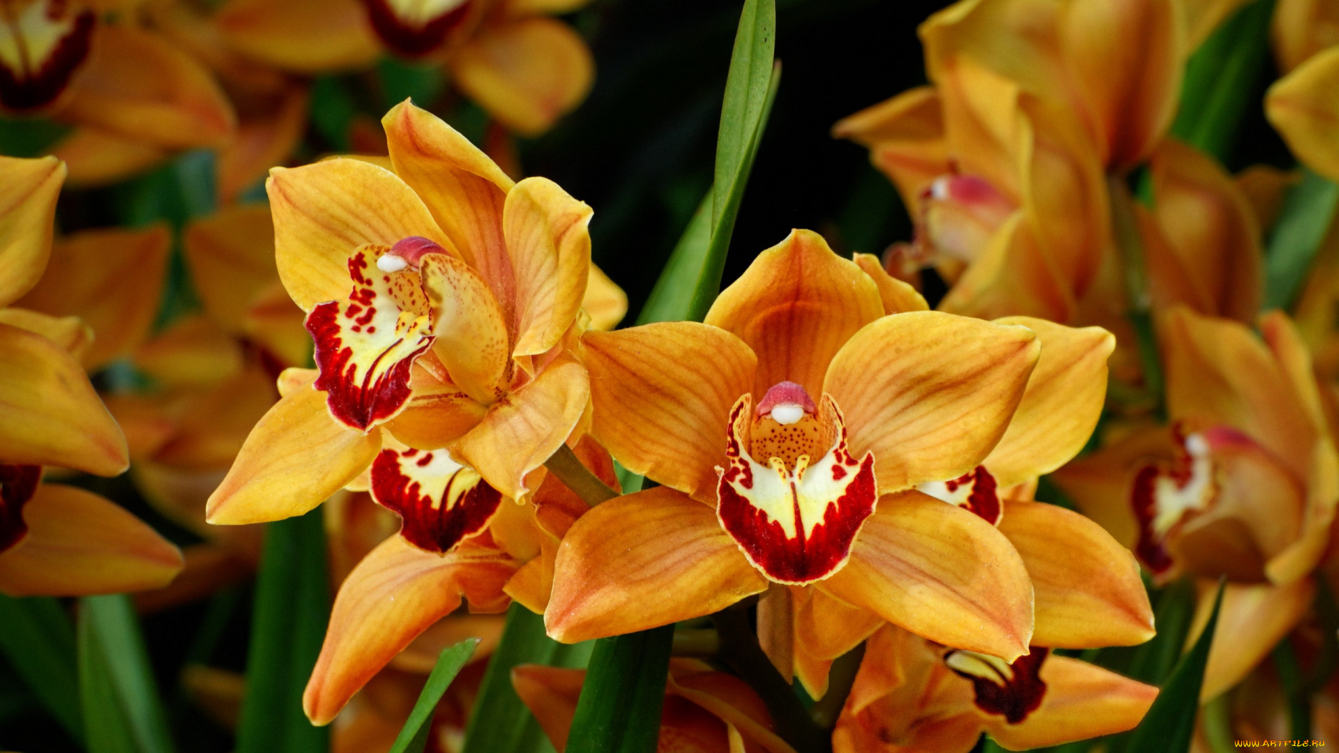 цветы, орхидеи, персиковые, экзотика