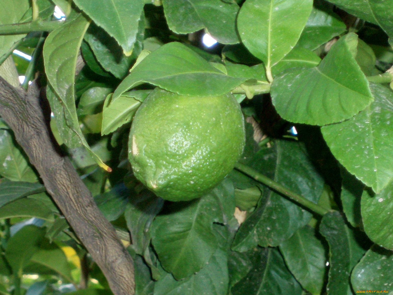 природа, плоды, зеленый, лимон