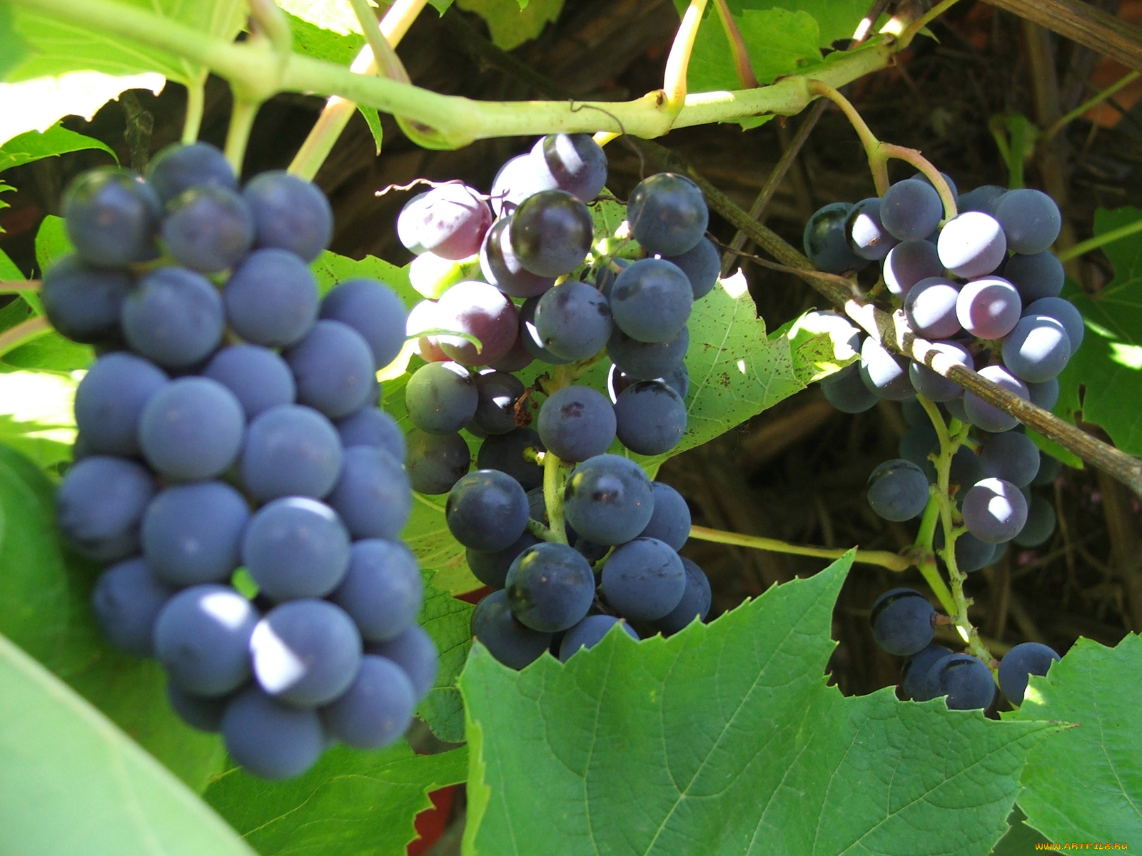 природа, Ягоды, виноград, грозди