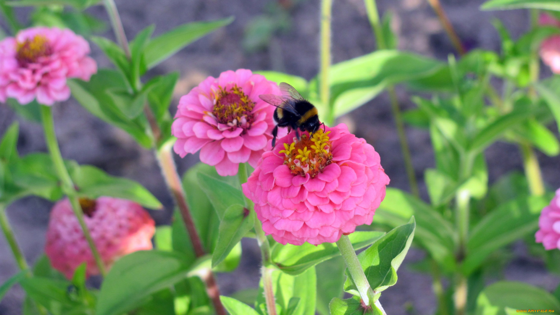 цветы, цинния, розовый, пчела