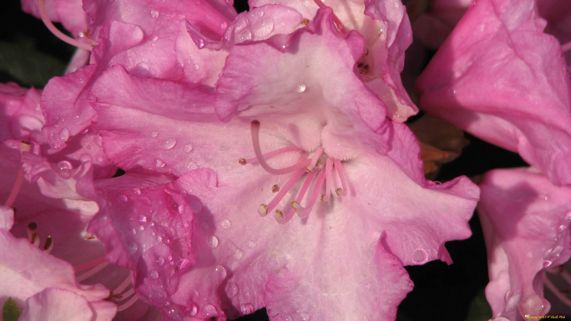 цветы, рододендроны, азалии, макро, розовый