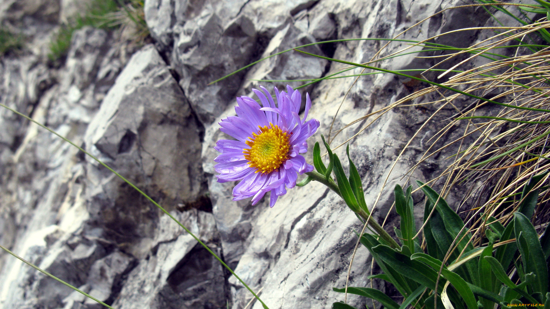 цветы, скалы, цветок
