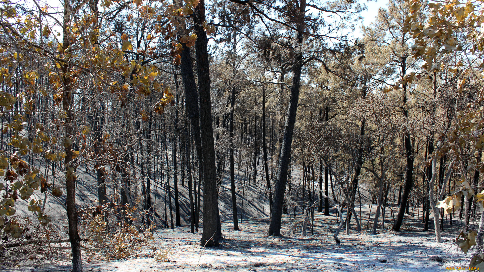 природа, лес, bastrop, state, park, texas