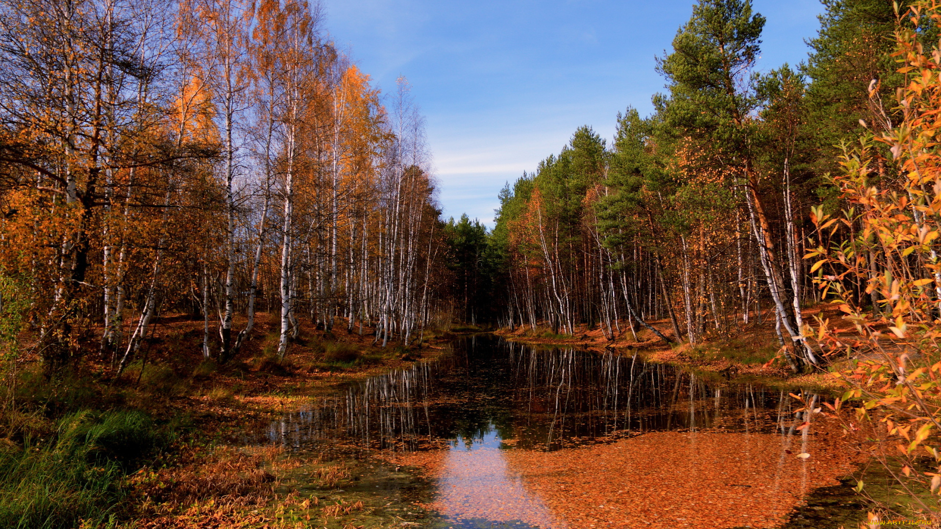 природа, лес, осень, река