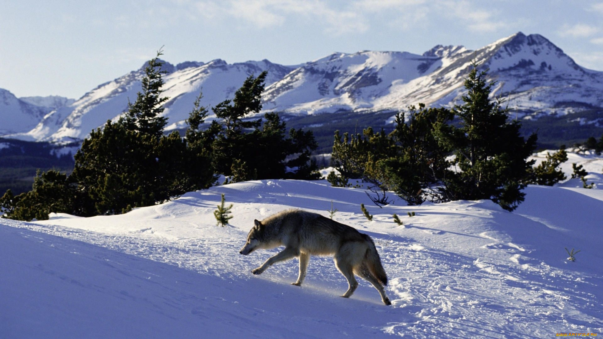животные, волки, горы, волк, снег, зима