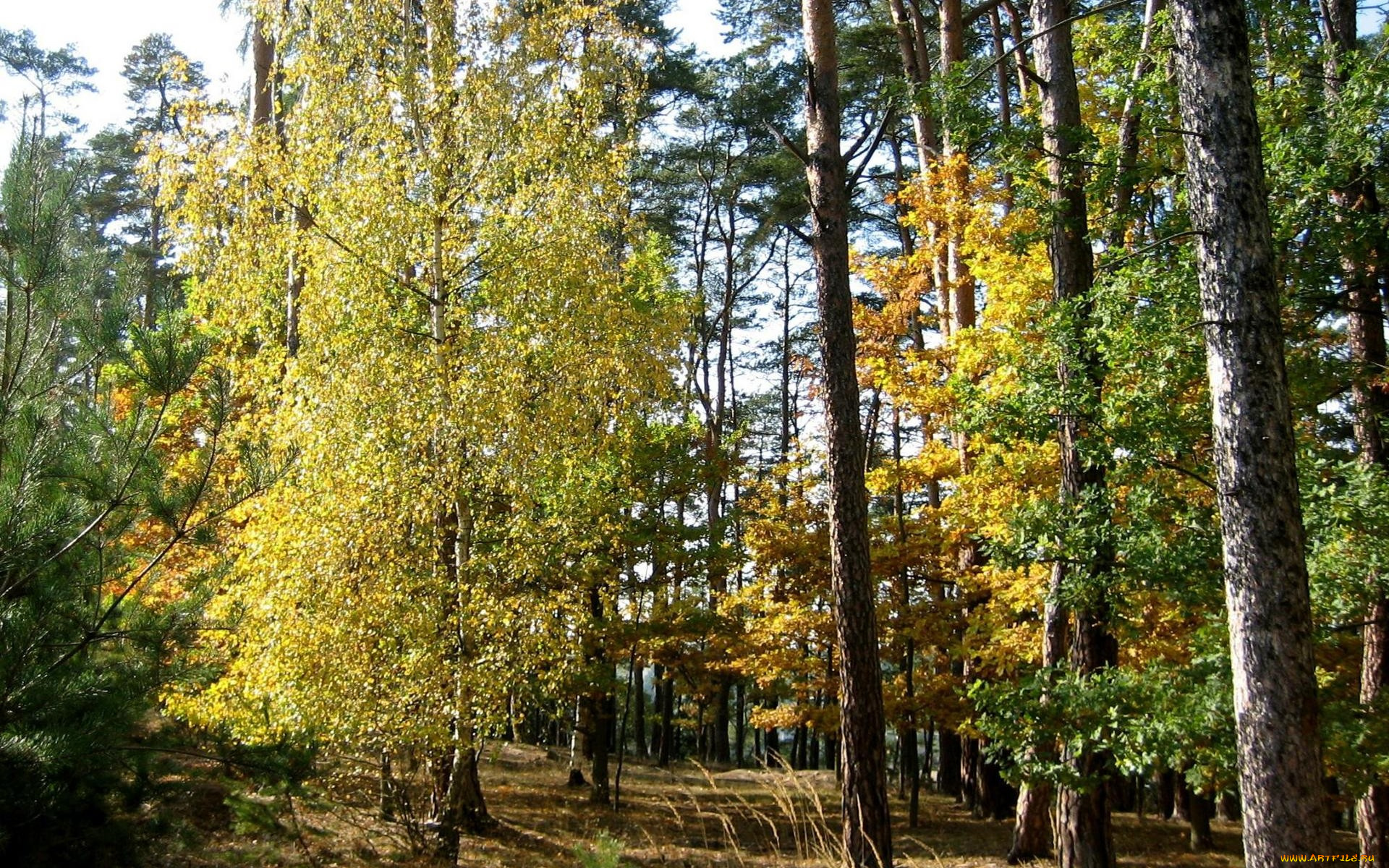 природа, лес, сосны, береза, осень