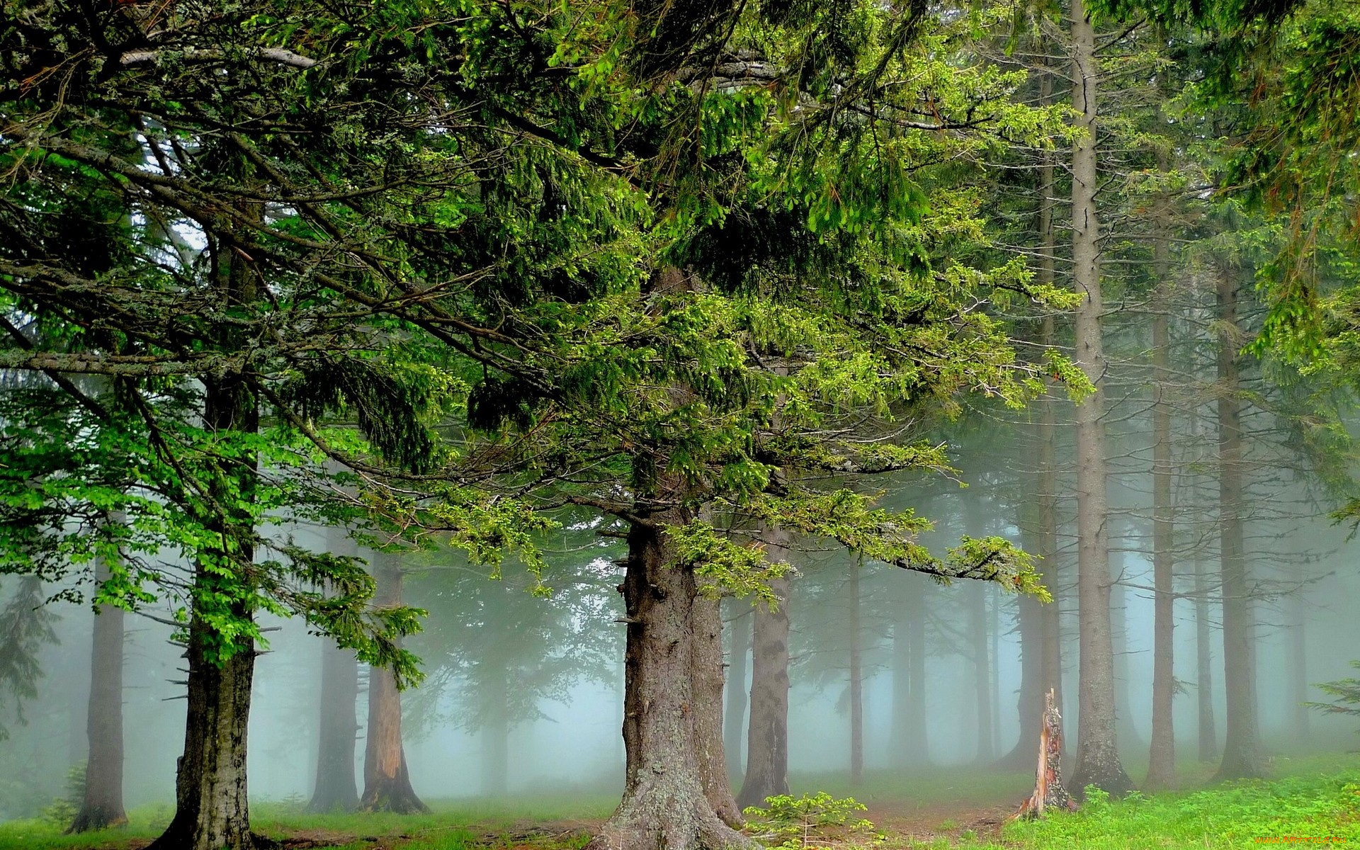 природа, лес, туман, сосны
