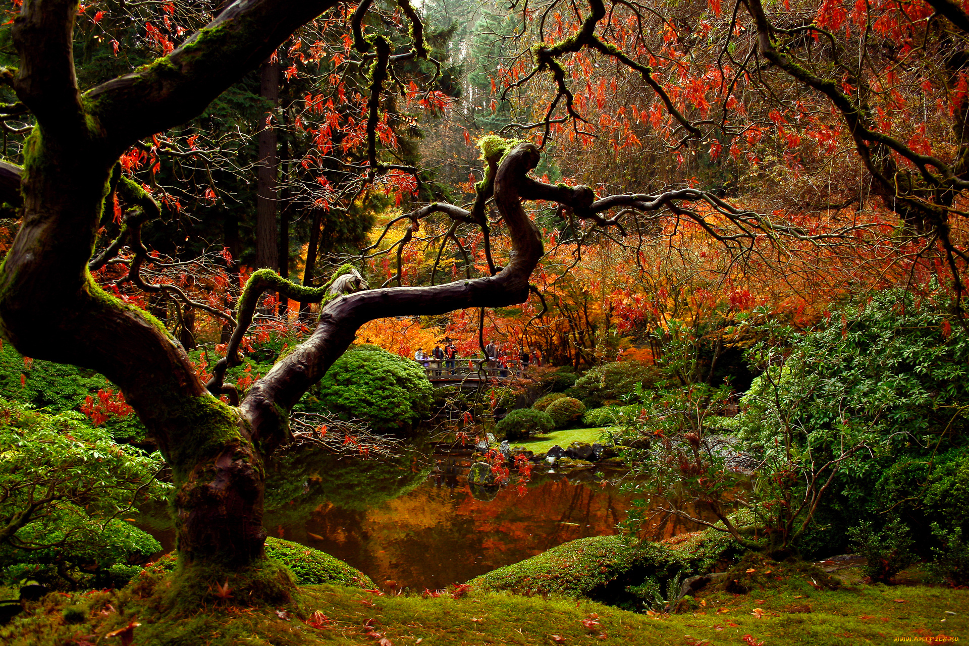 природа, парк, мост, сад, японский, осень