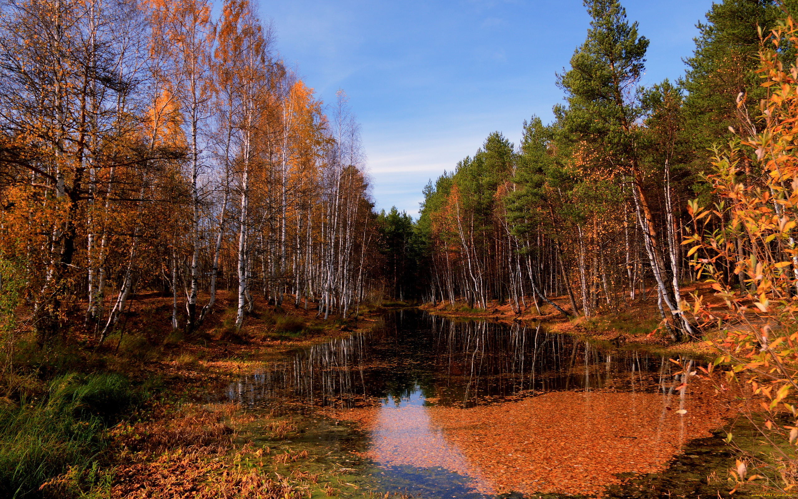 природа, лес, осень, река