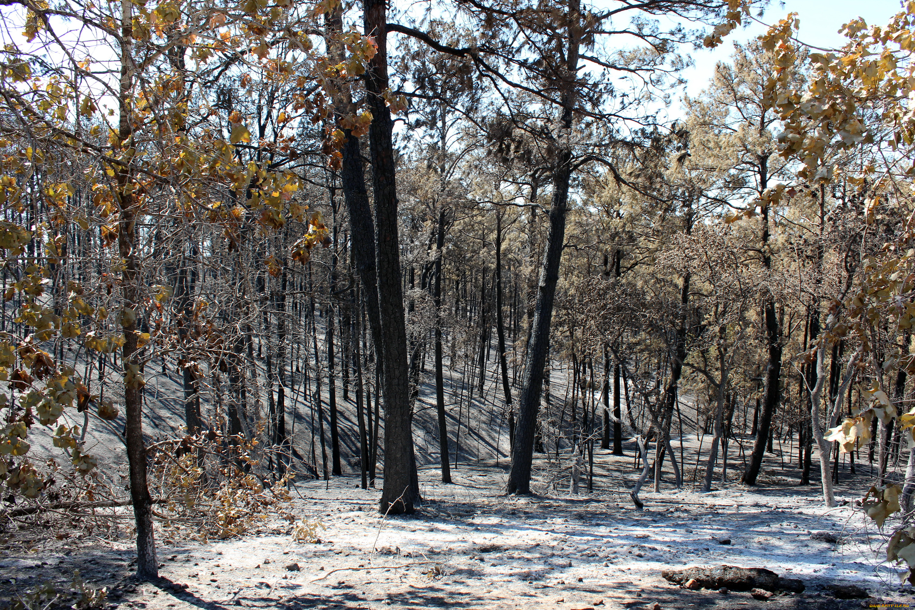 природа, лес, bastrop, state, park, texas