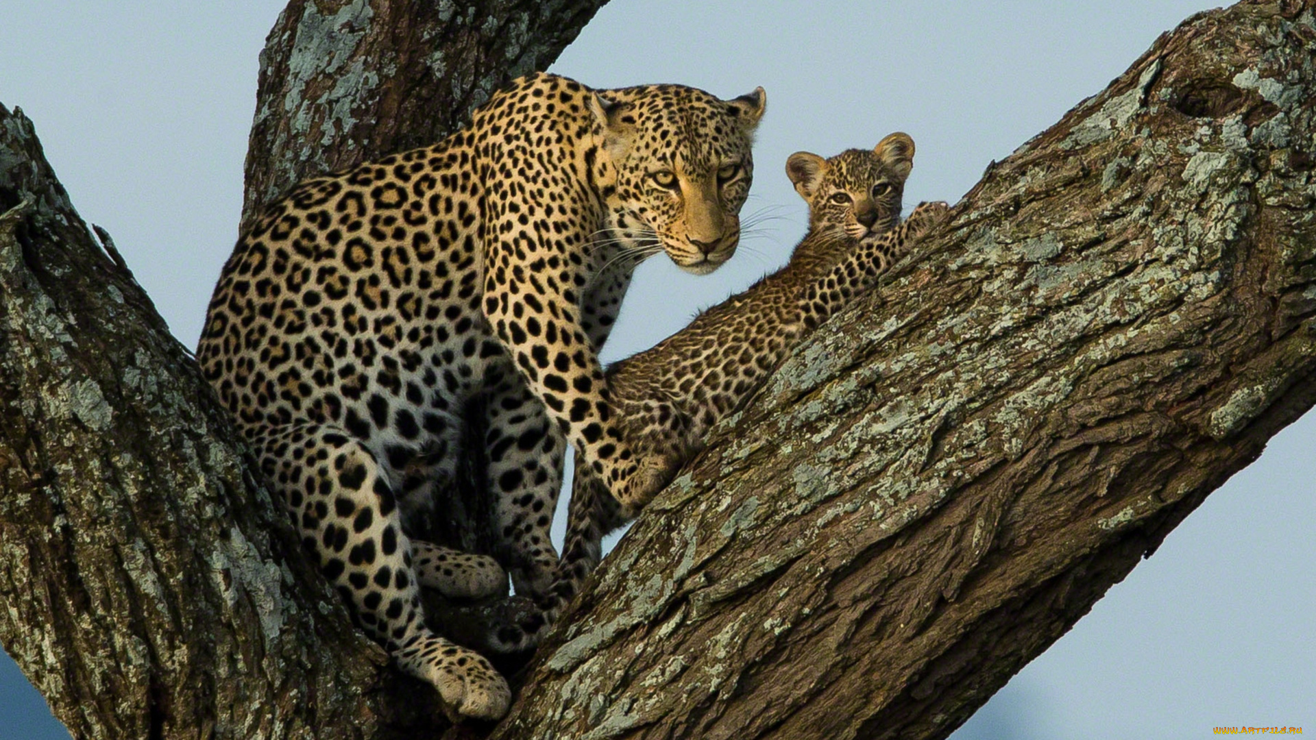 животные, леопарды, дерево, малыш, мама