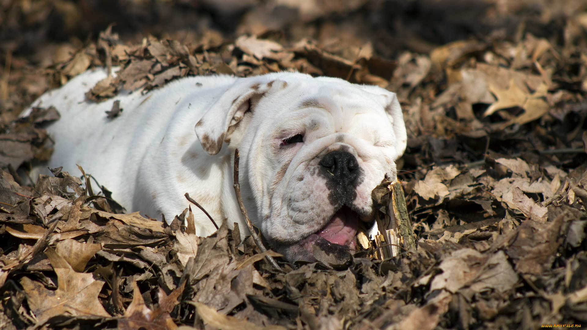 животные, собаки, english, bulldog, собака, листья