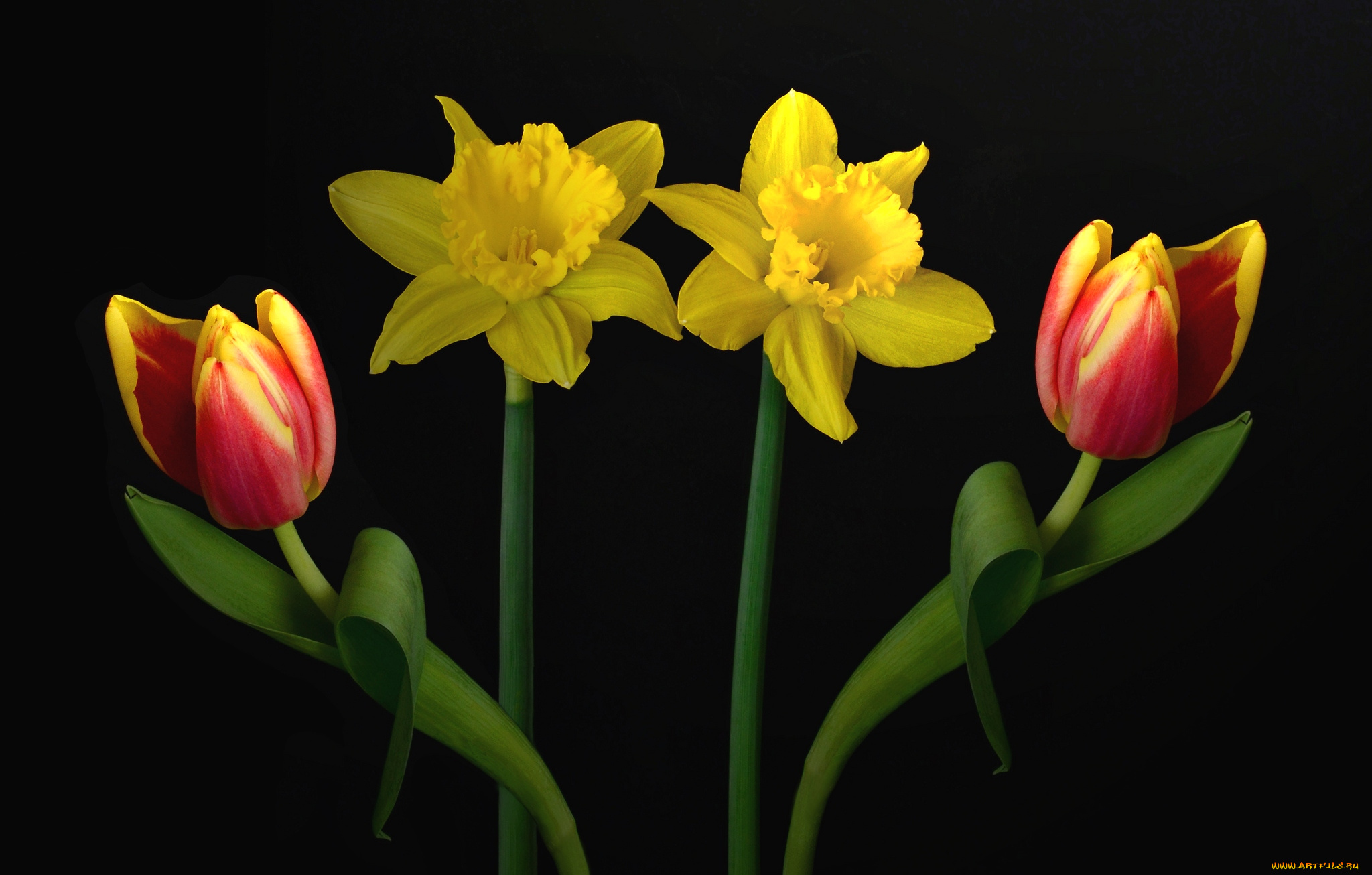цветы, разные, вместе, тюльпаны, нарциссы, симметрия