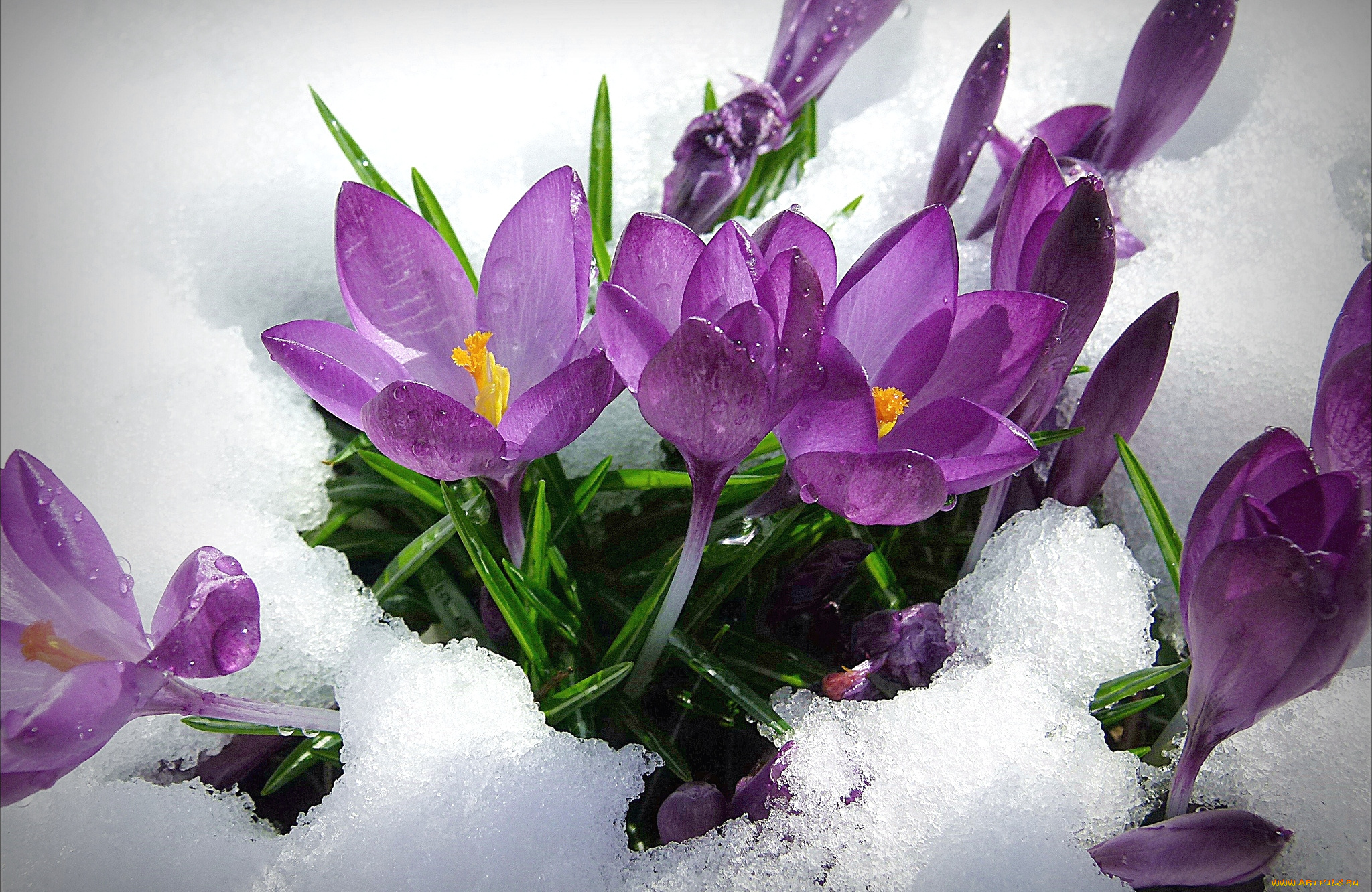 подснежники снег цветы бесплатно