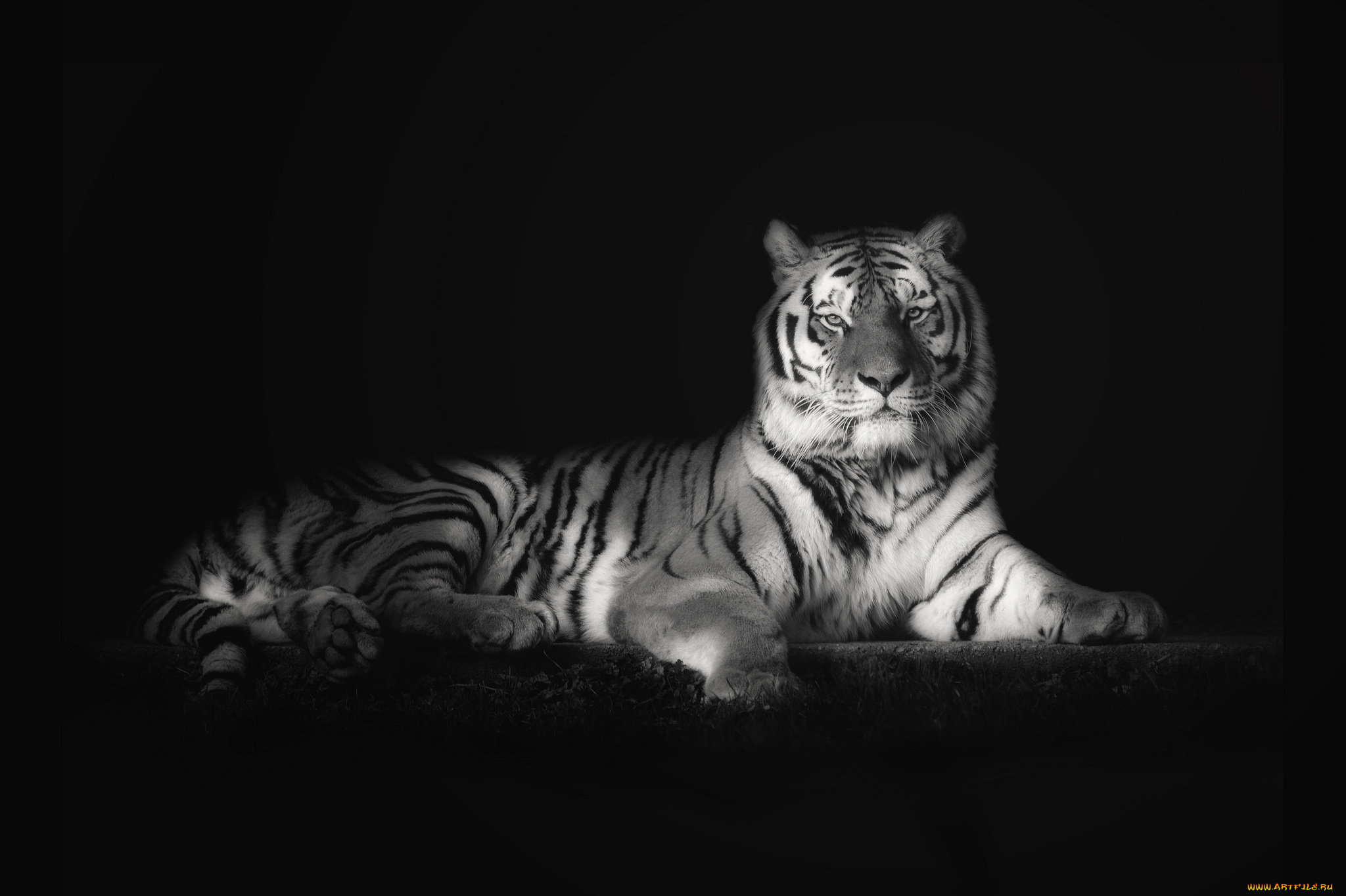 животные, тигры, хищник, величие