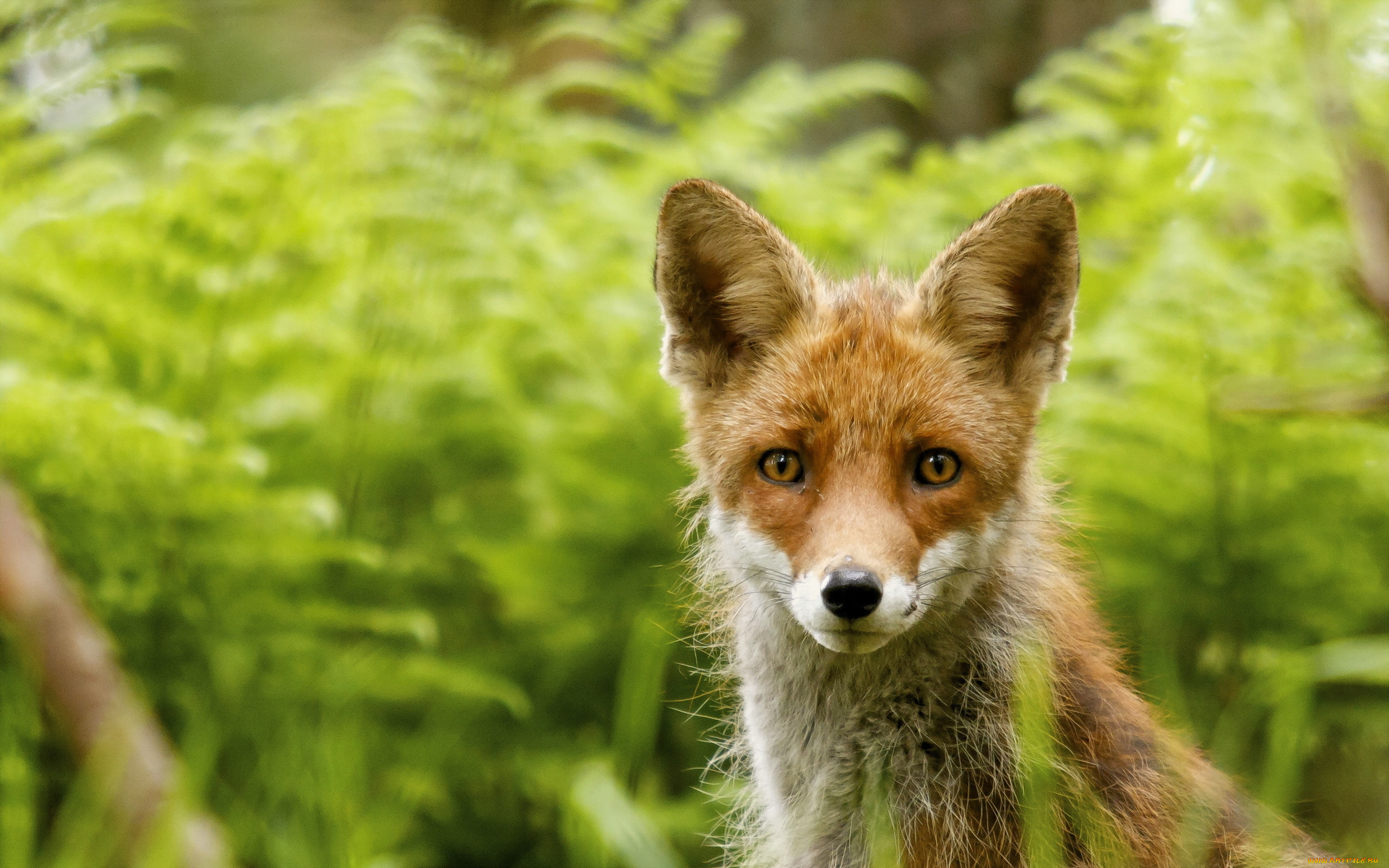 природа животные лис nature animals Fox бесплатно