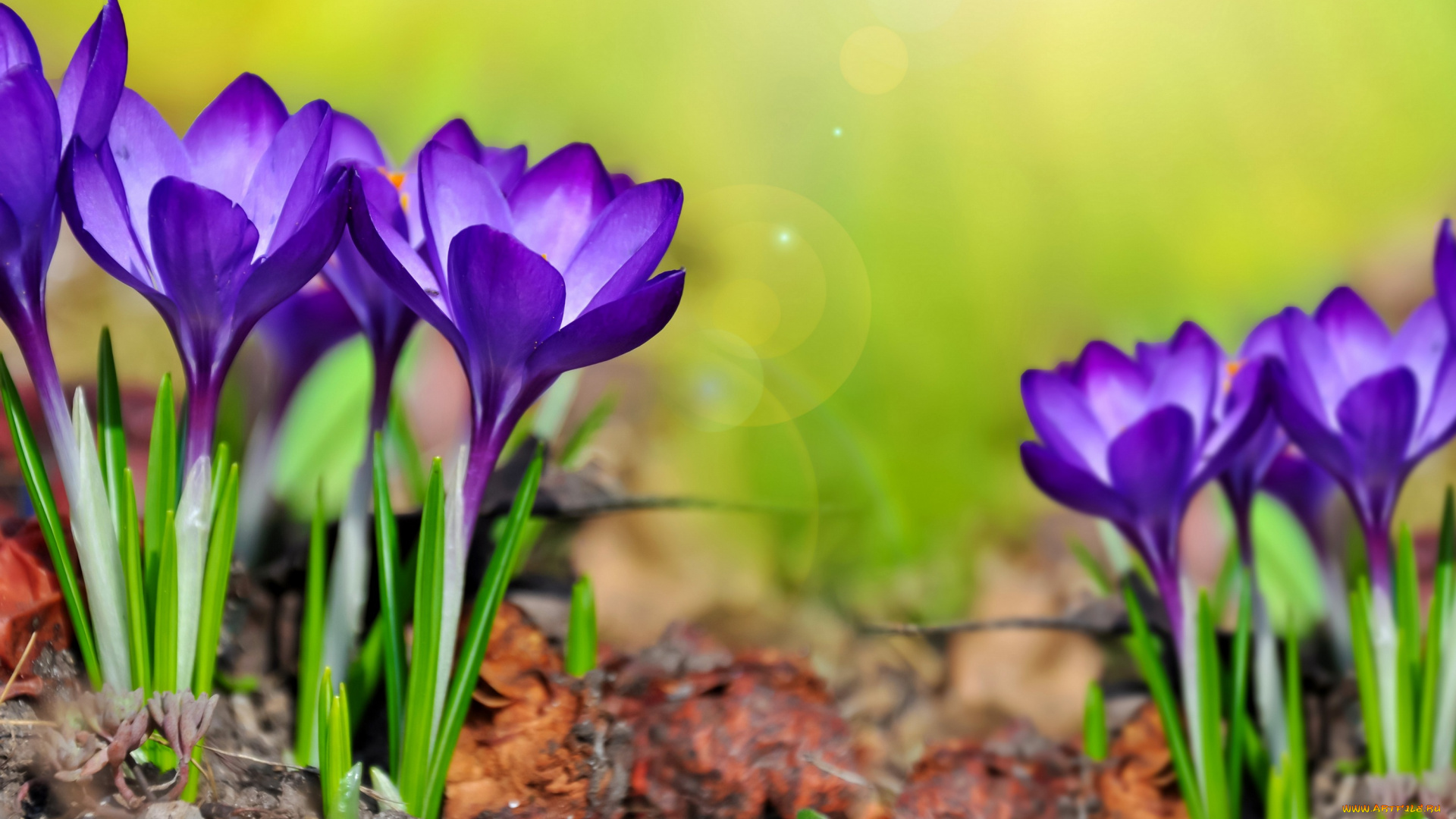 цветы, крокусы, spring, flowers, crocus, meadow, purple