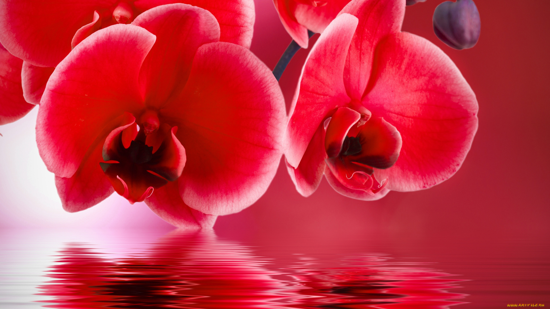 цветы, орхидеи, фон, вода, отражение, красная, орхидея