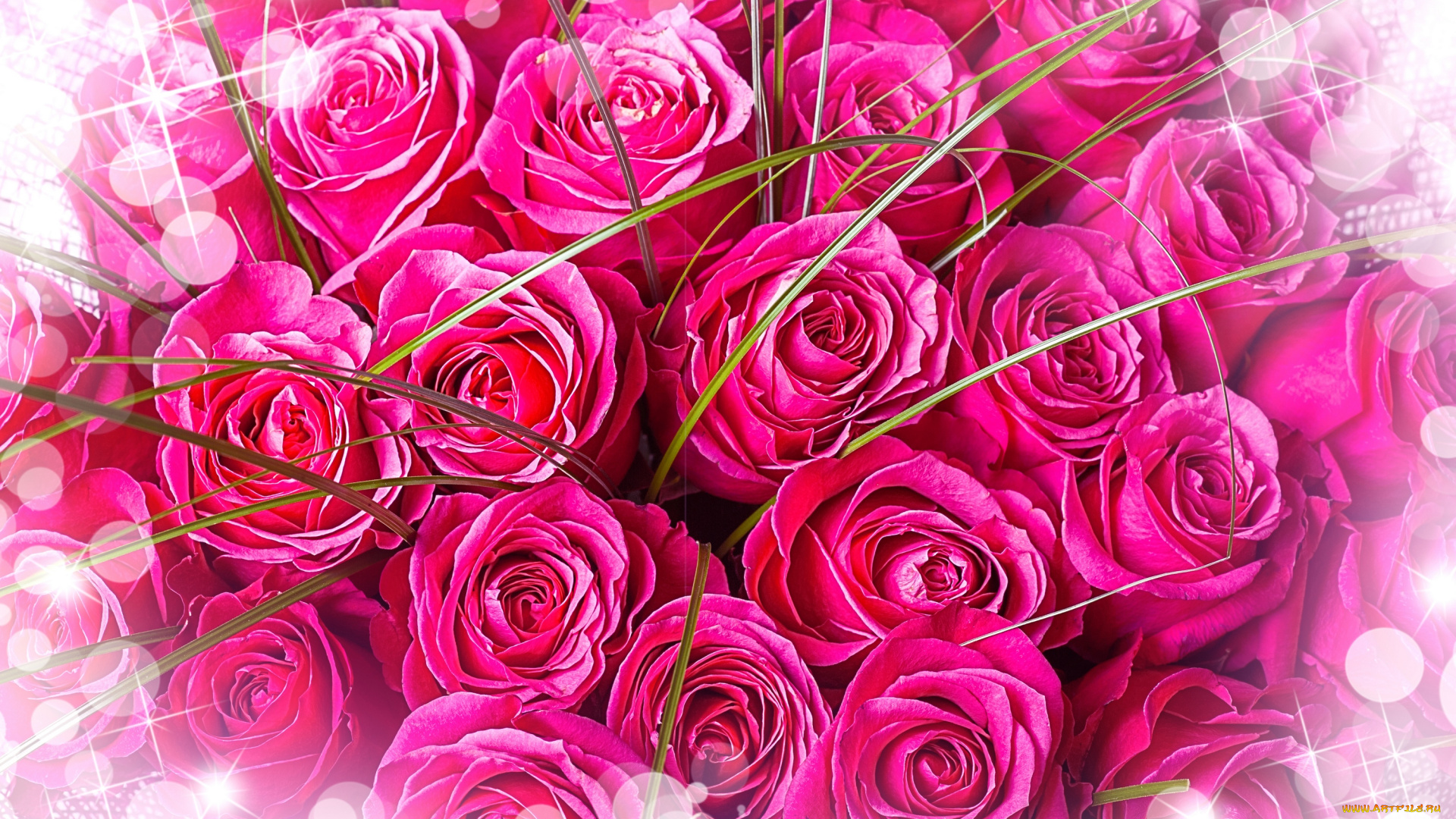 цветы, розы, букет, розовые, розовый, фон