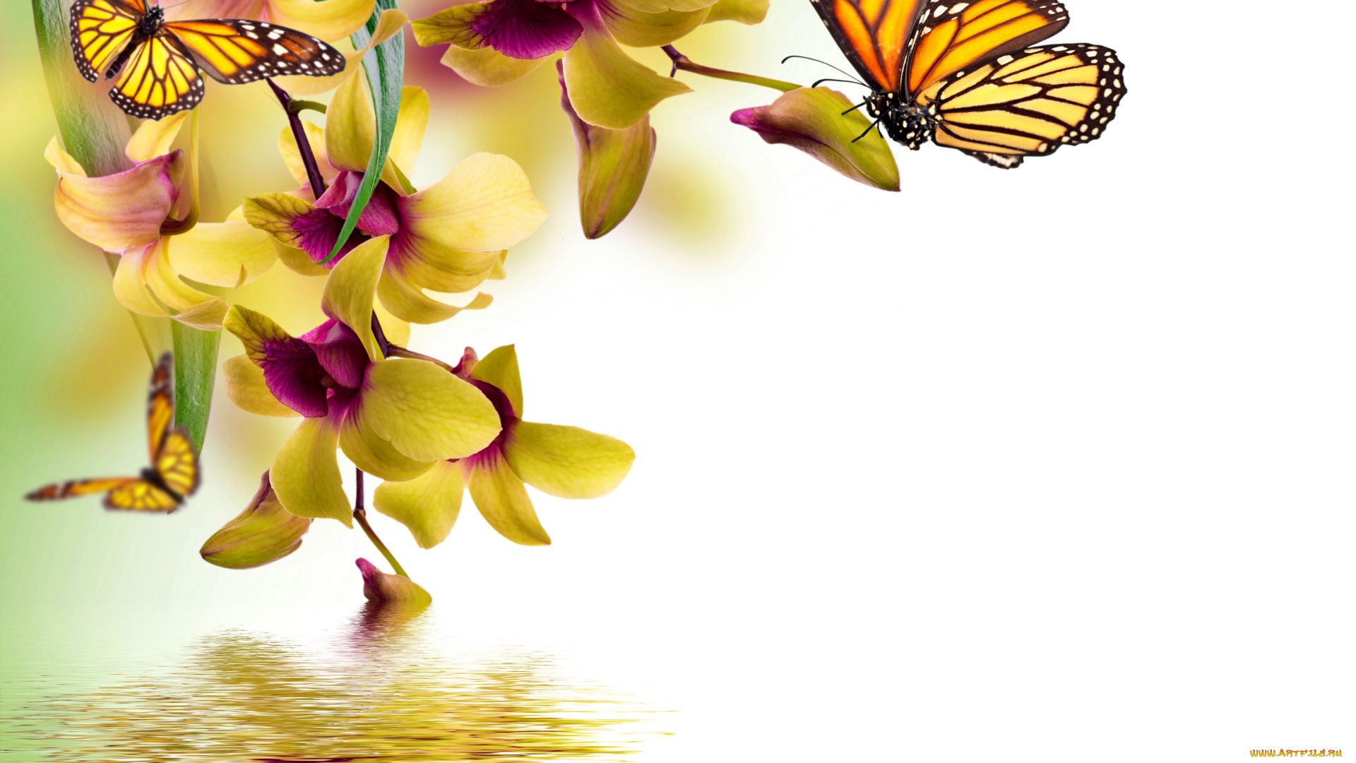 разное, компьютерный, дизайн, orchid, water, reflection, spring, yellow, flowers, beautiful, butterflies, орхидея, цветы, бабочки