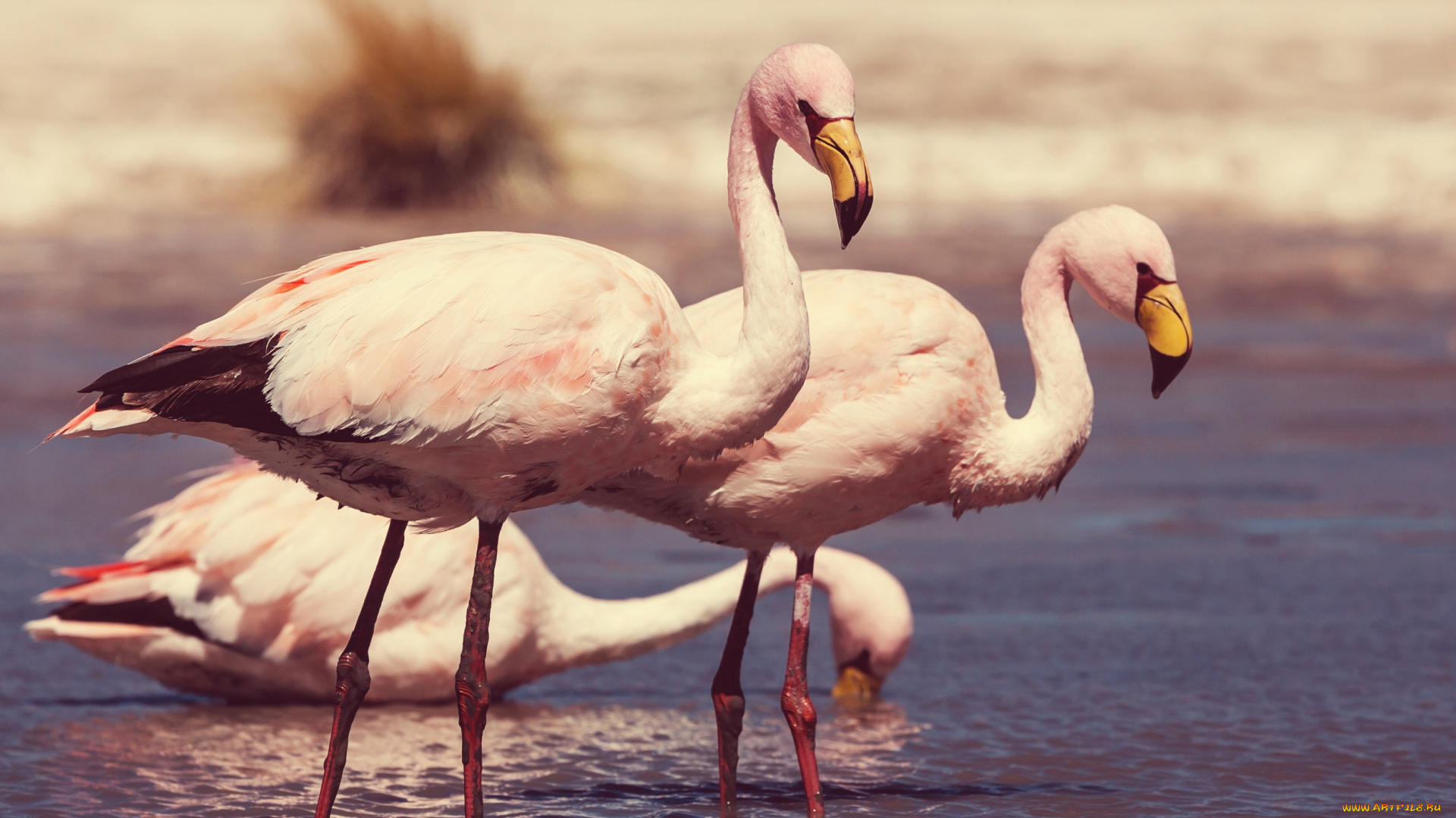 животные, фламинго, берег, река, птицы