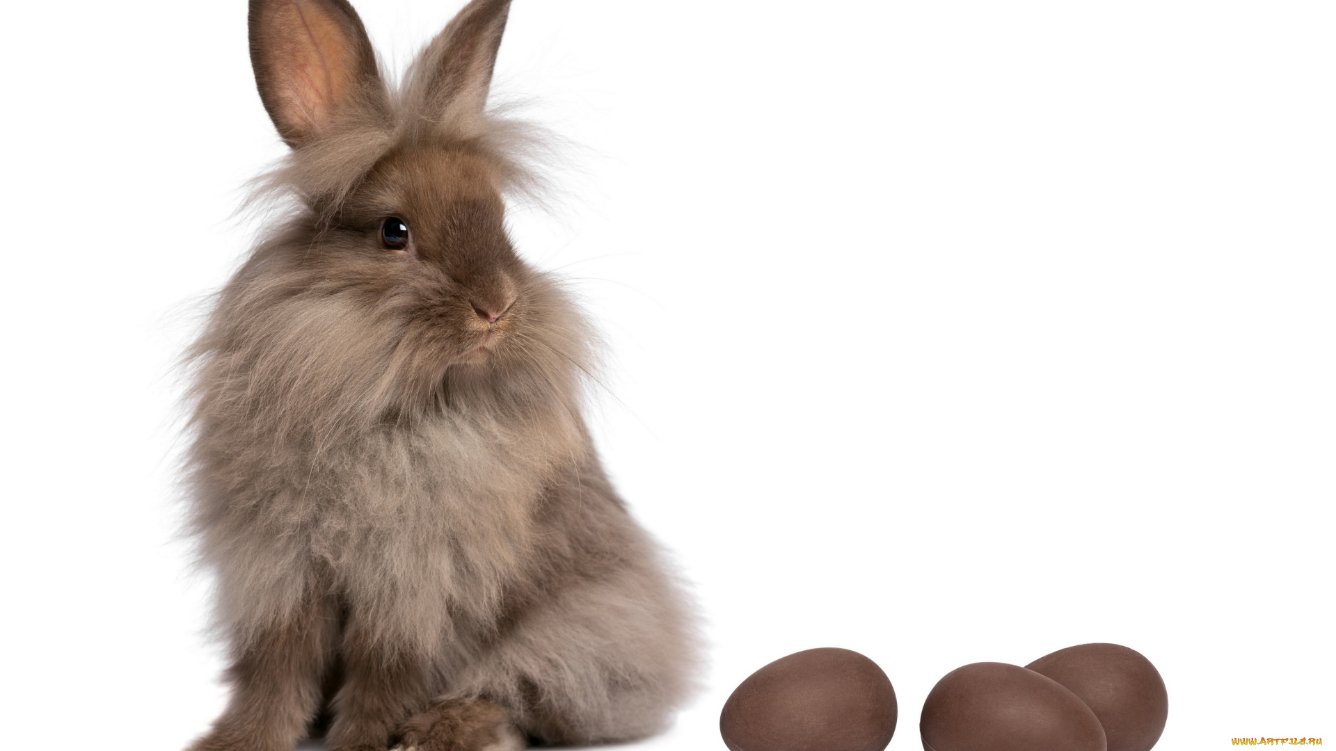 животные, кролики, , зайцы, шоколадные, яйца, серый, зайка, белый, фон