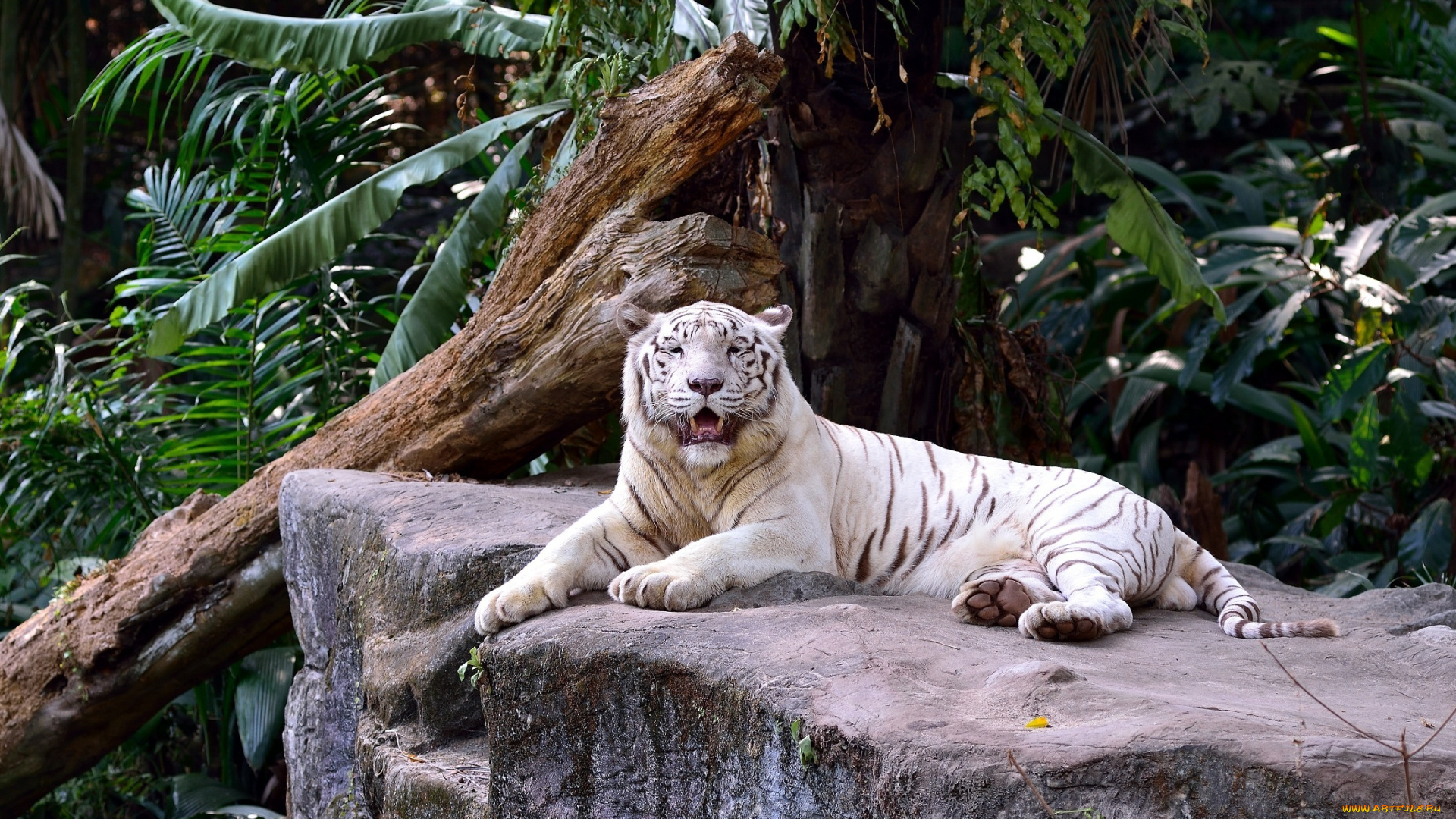 животные, тигры, отдых, камни, заросли, кошка, белый