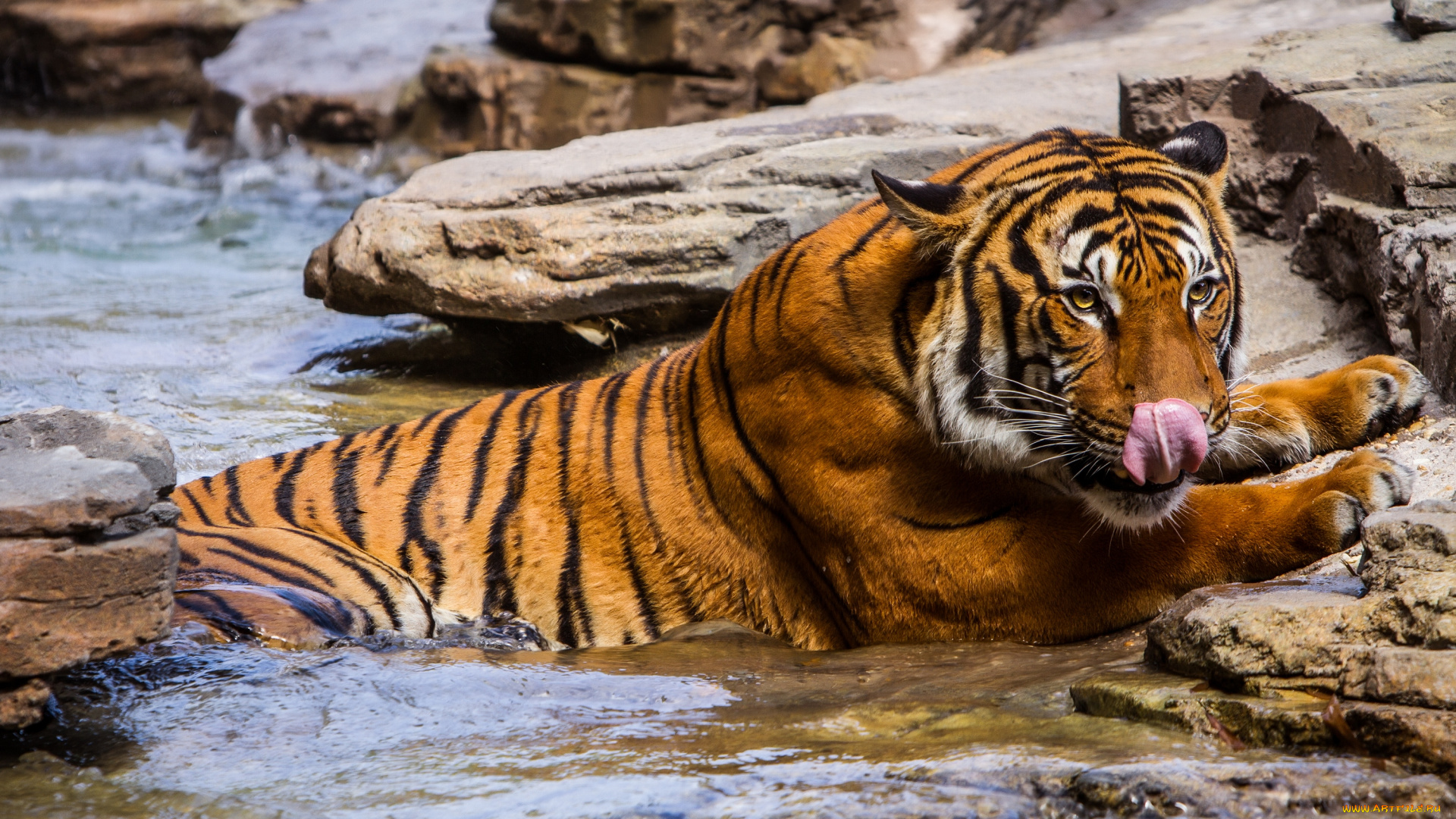 животные, тигры, вода, тигр, камни