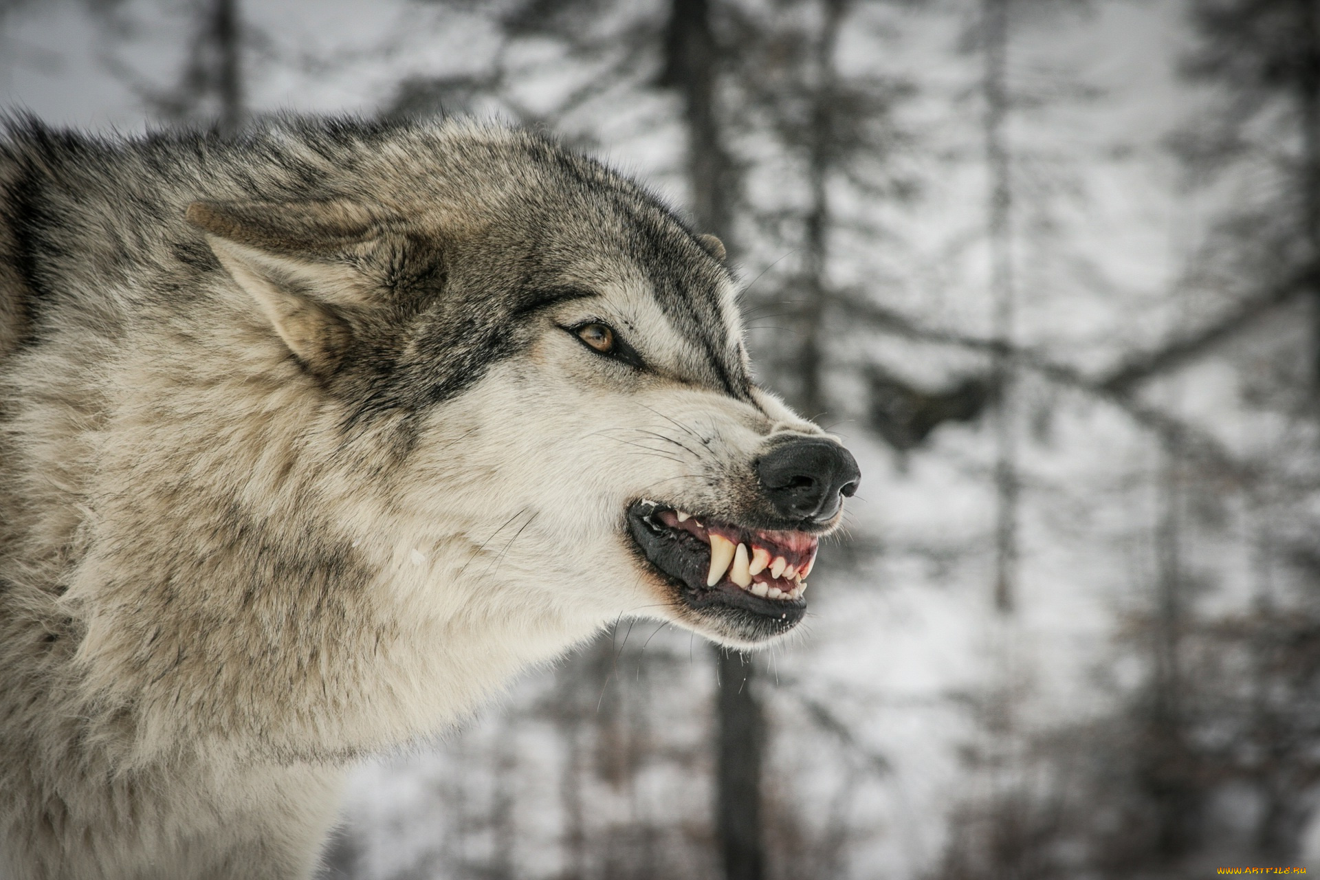 Яростный волк скачать