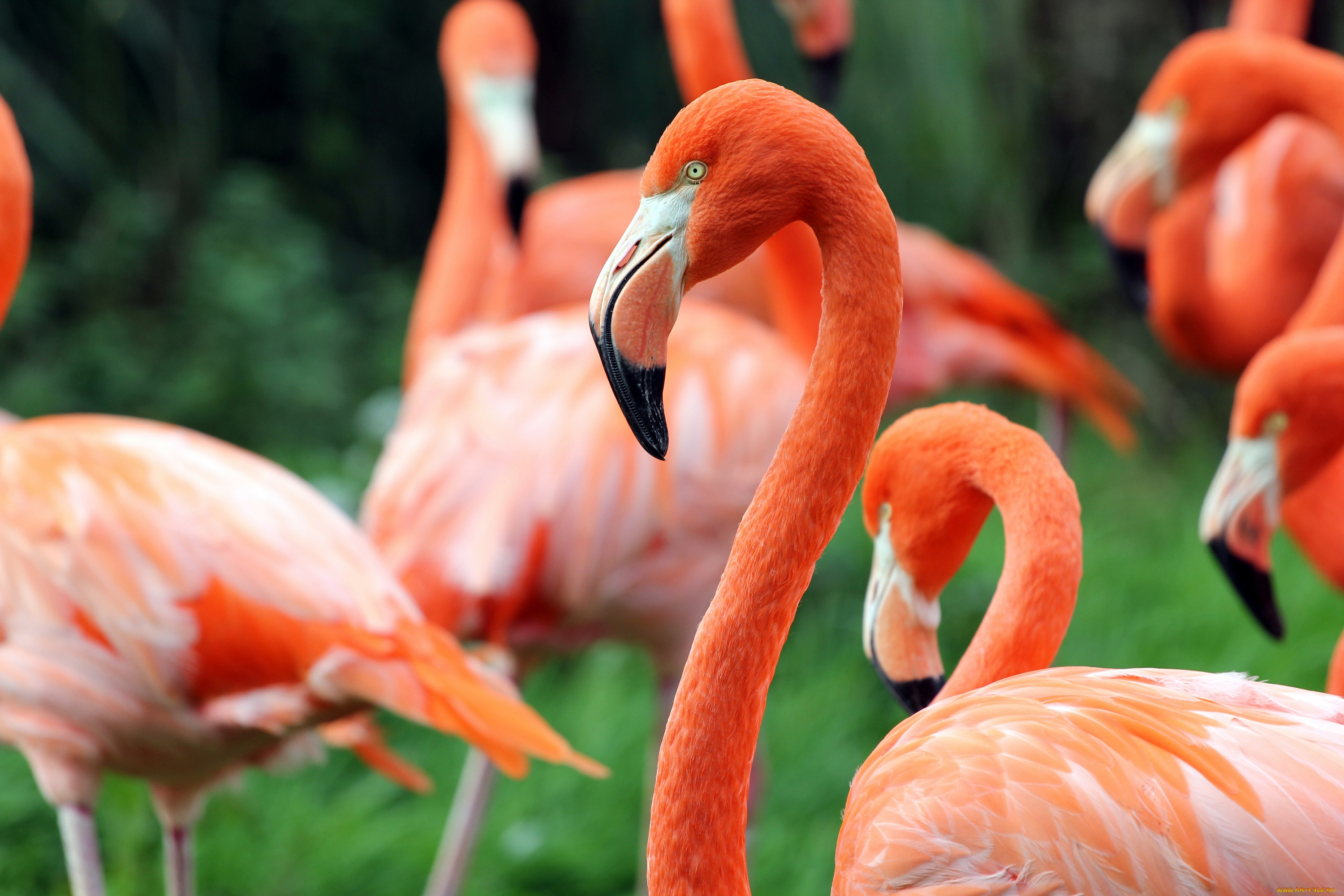 животные, фламинго, зелень, птицы