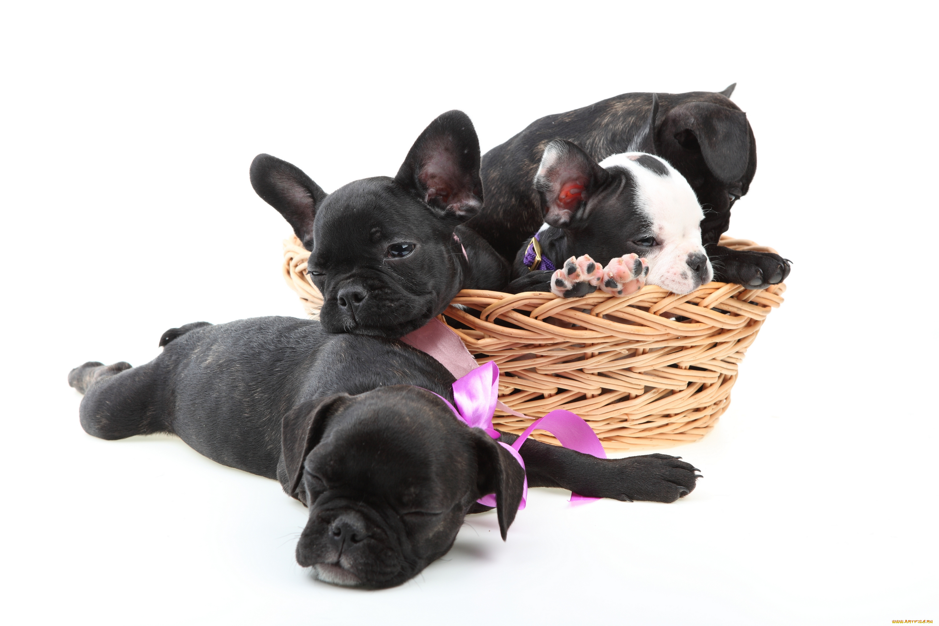 природа животные собаки щенки корзина nature animals dogs puppies basket загрузить
