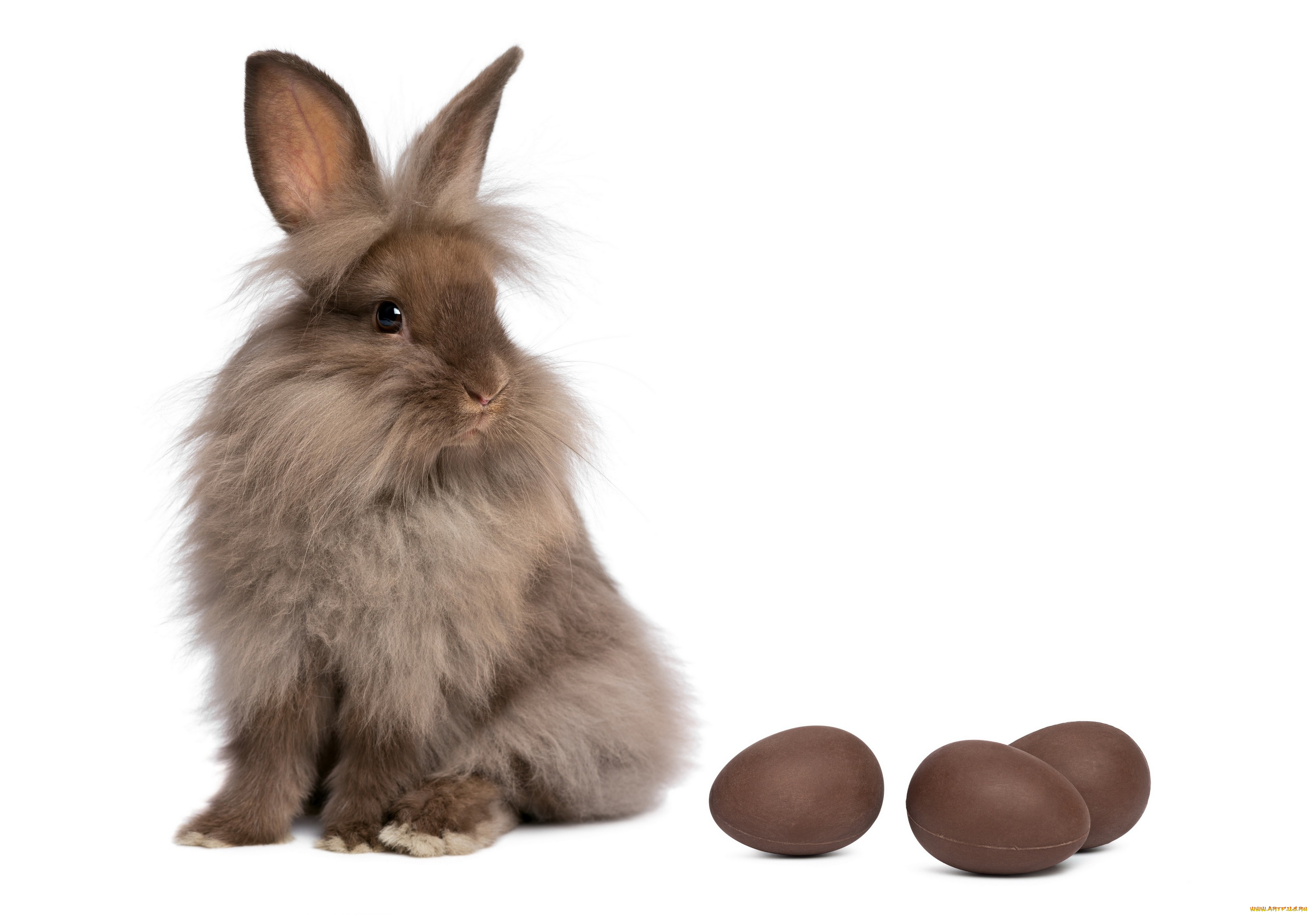 животные, кролики, , зайцы, шоколадные, яйца, серый, зайка, белый, фон