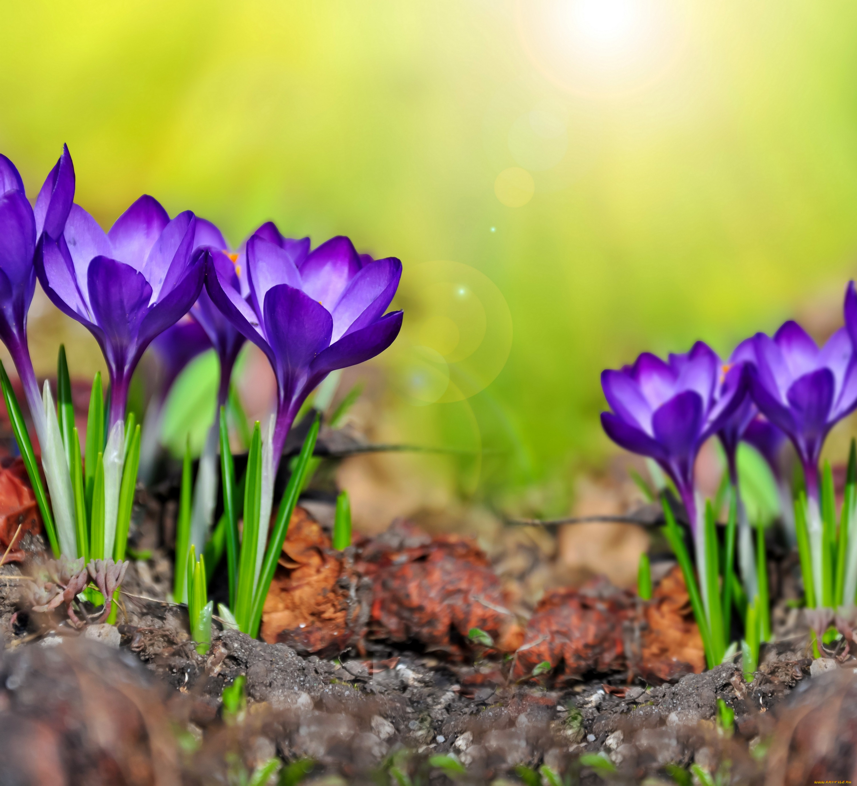 цветы, крокусы, spring, flowers, crocus, meadow, purple