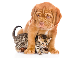 Картинка животные разные+вместе щенок собака котёнок