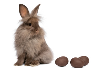 обоя животные, кролики,  зайцы, шоколадные, яйца, серый, зайка, белый, фон