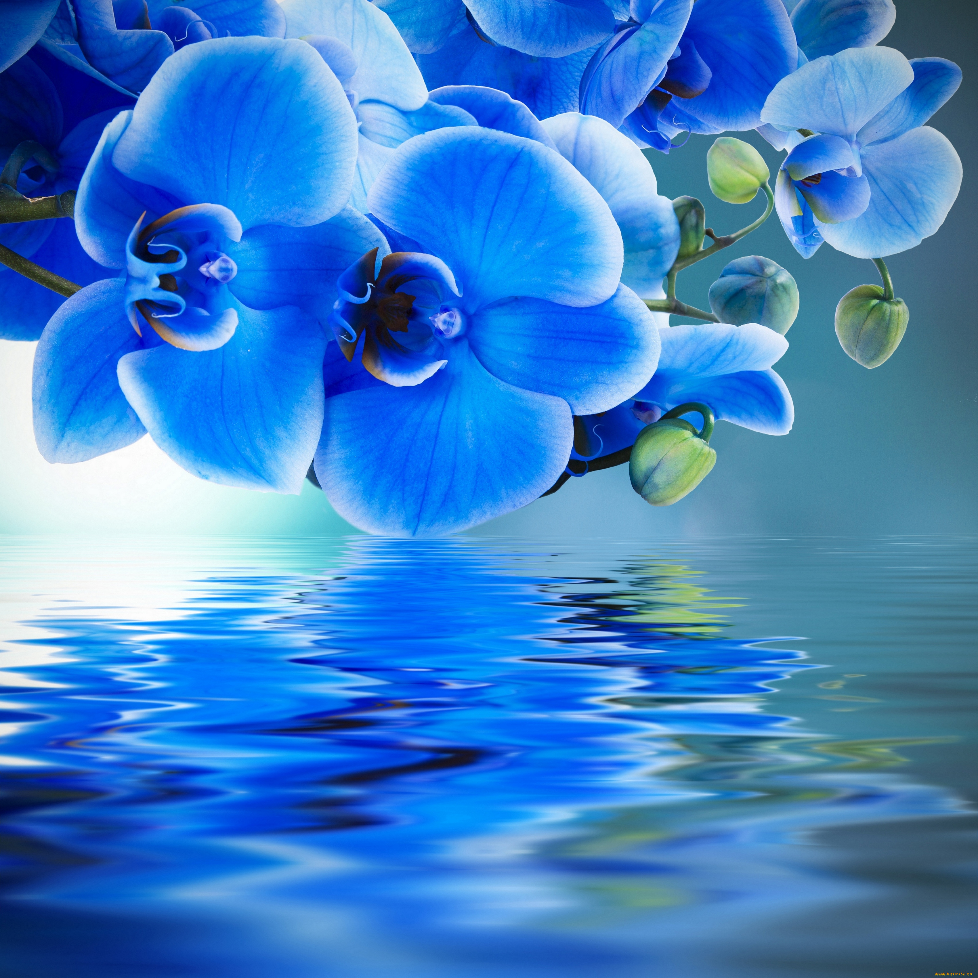 цветы, орхидеи, отражение, вода, фон, синяя, орхидея