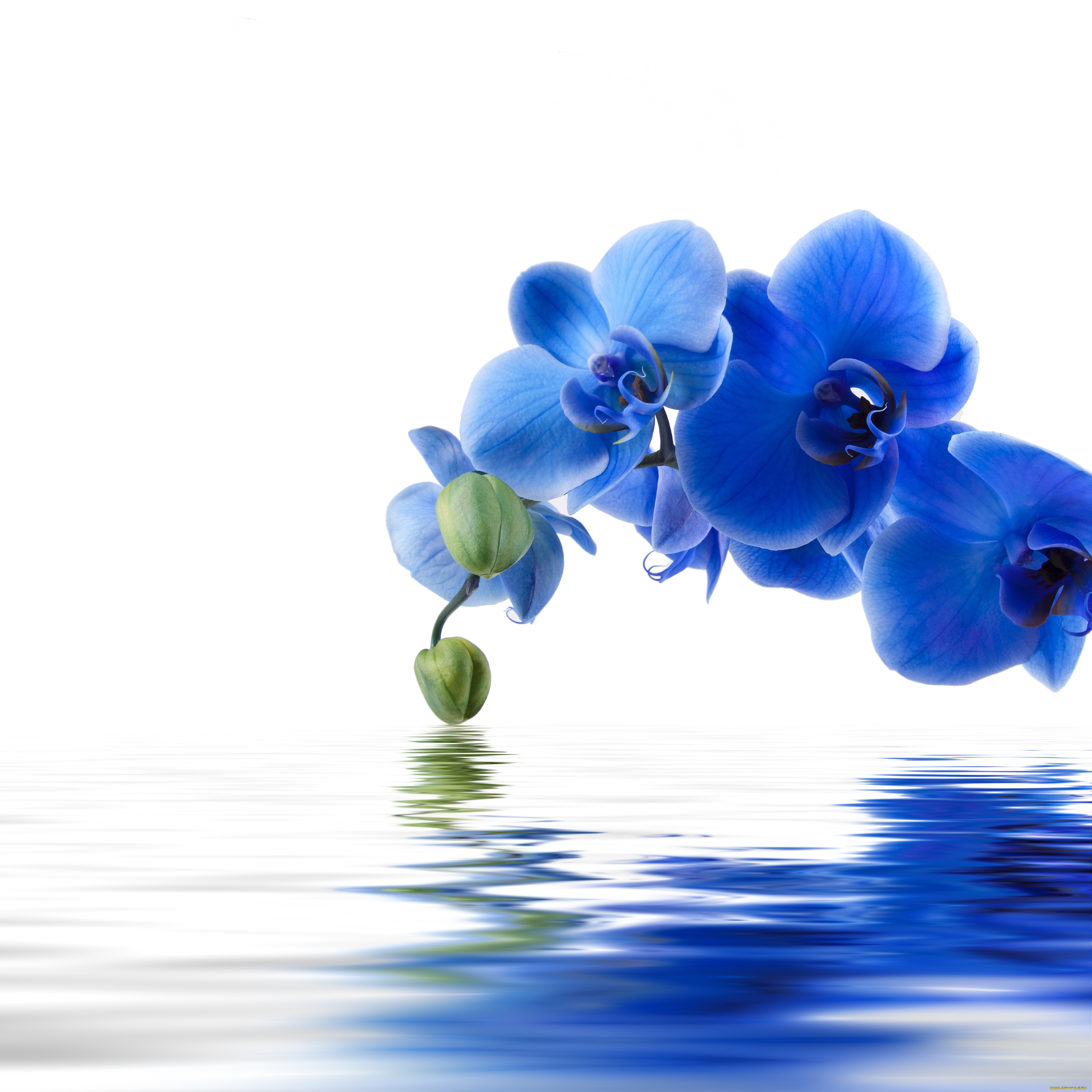 цветы, орхидеи, отражение, вода, синяя, орхидея, фон