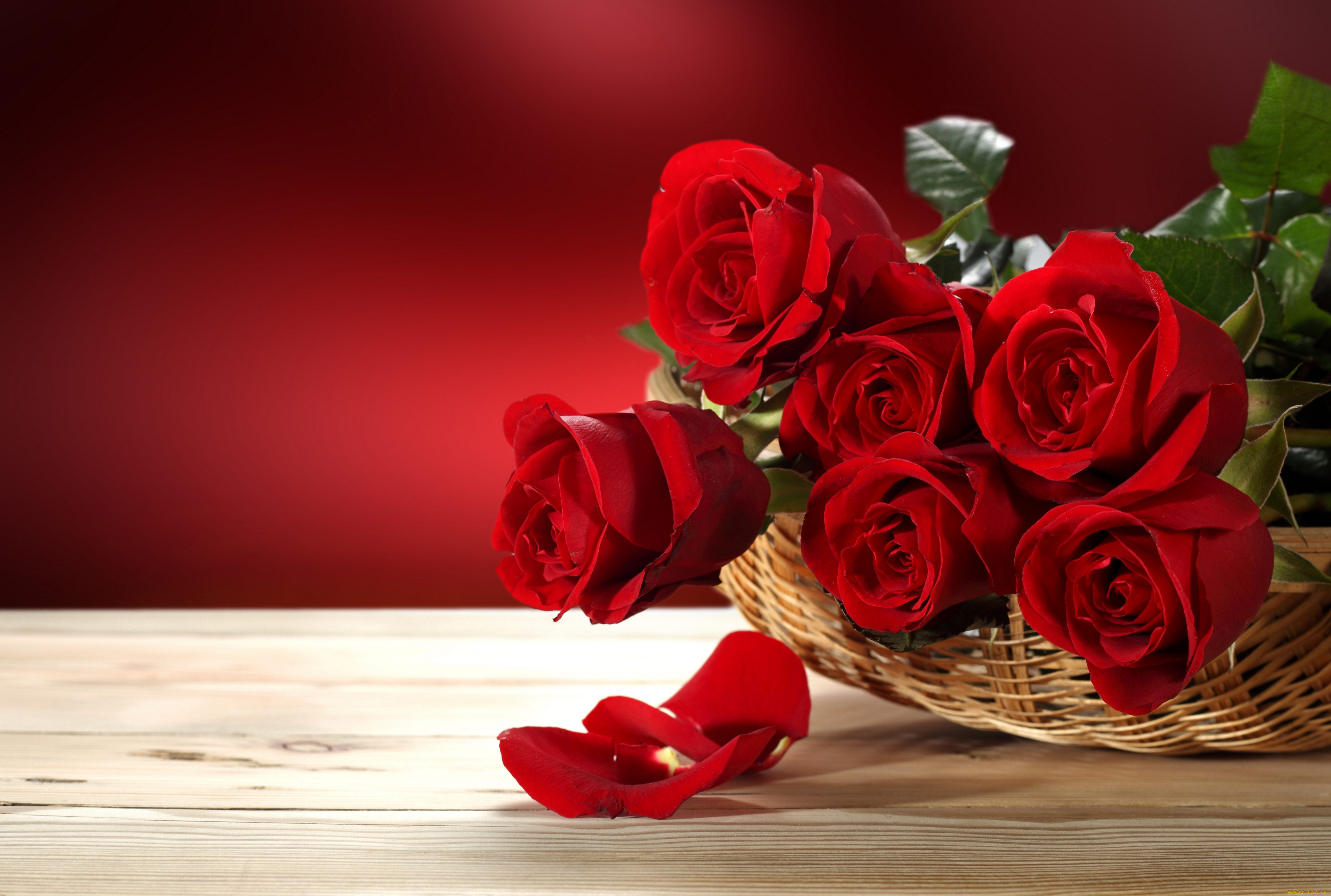 Пожелания полине с днем рождения. Красный цветок. Цветы на Красном фоне. Открытка цветы.