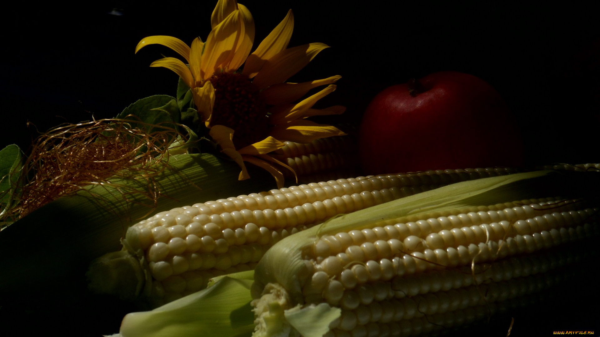 еда, кукуруза, подсолнух, цветок